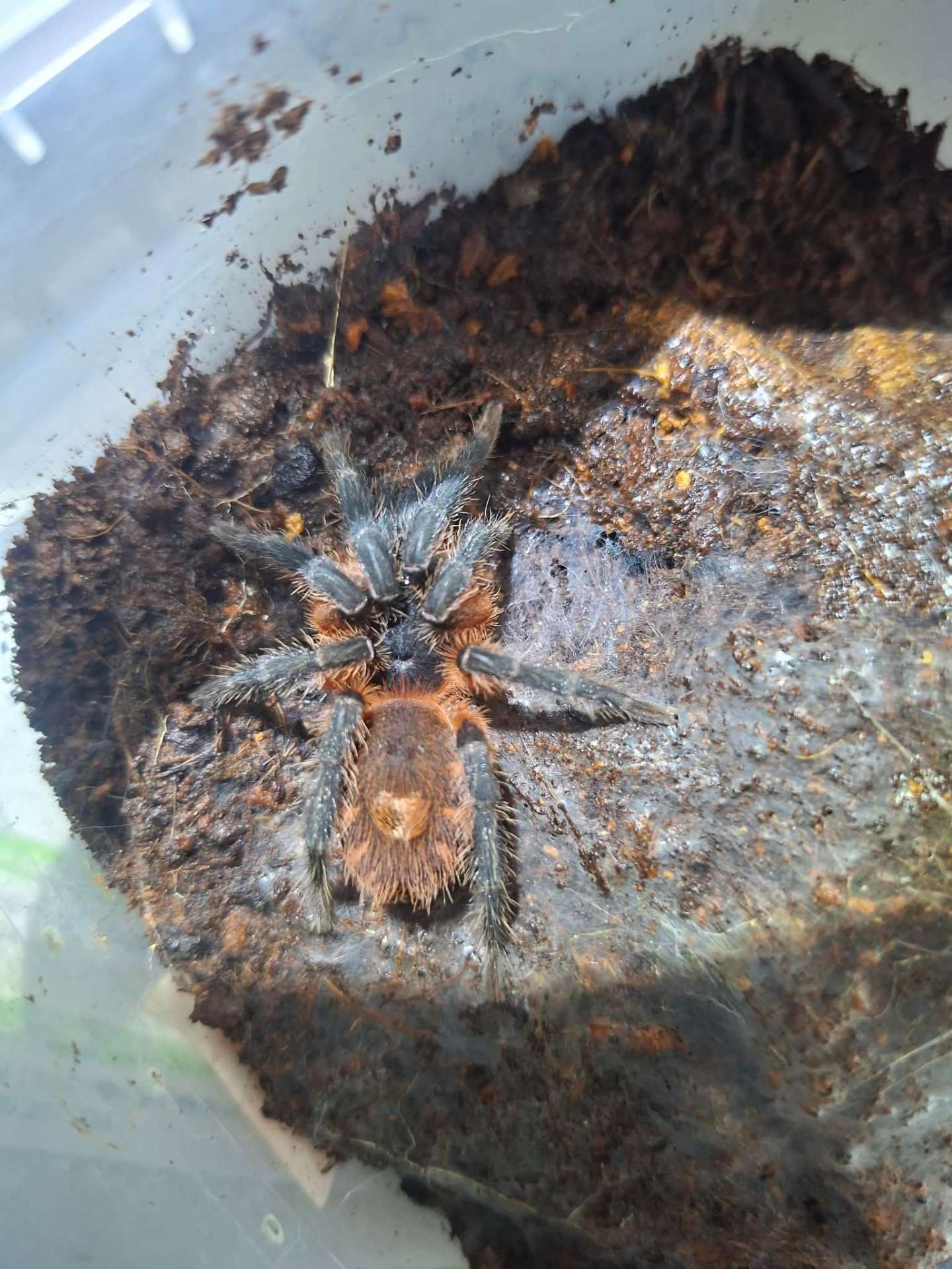 Davus sp. Panama - Davus sp Panama L1 | Terra Market