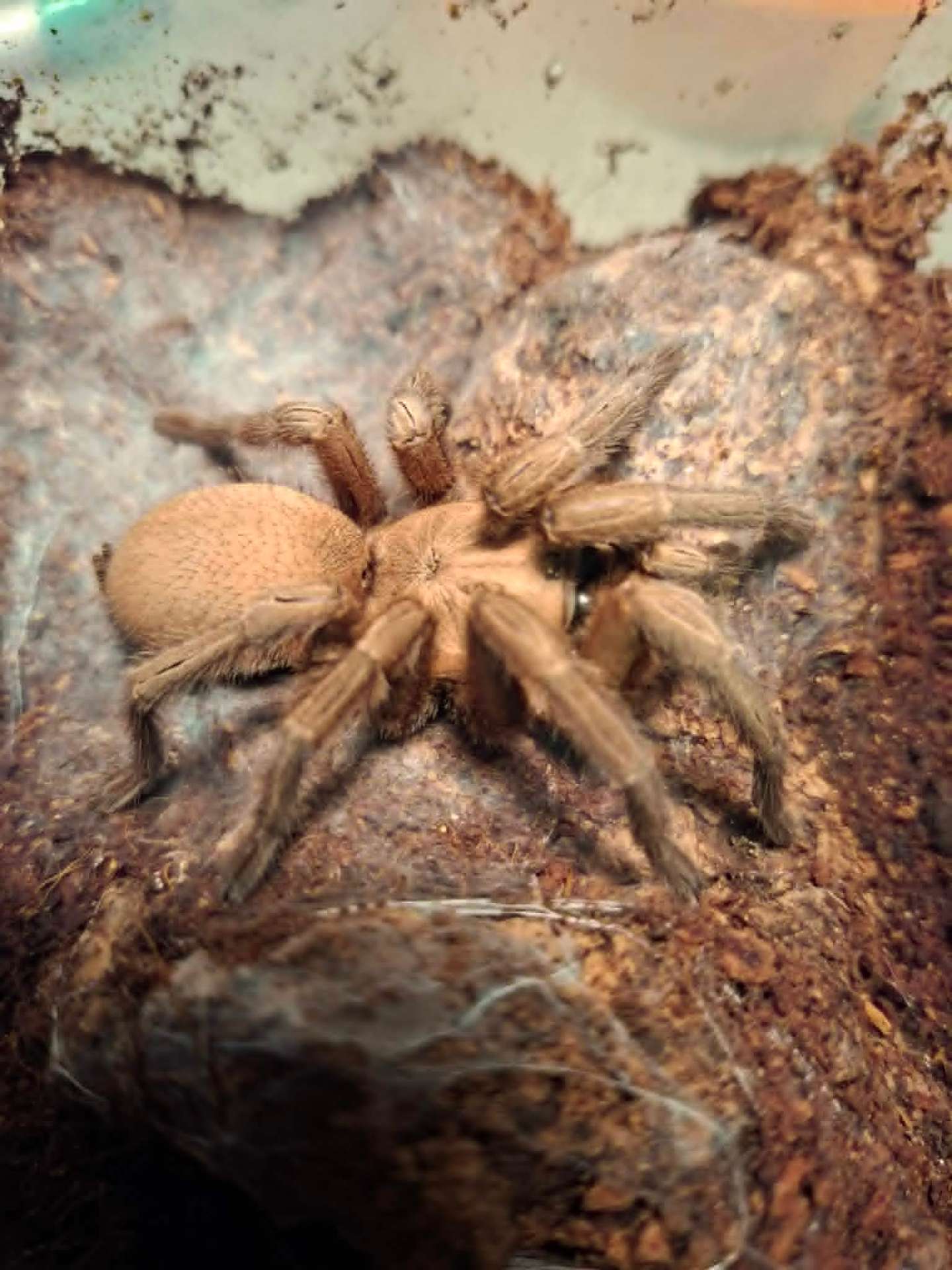 Chaetopelma olivaceum - Pakiet 10 sztuk L1 | Terra Market