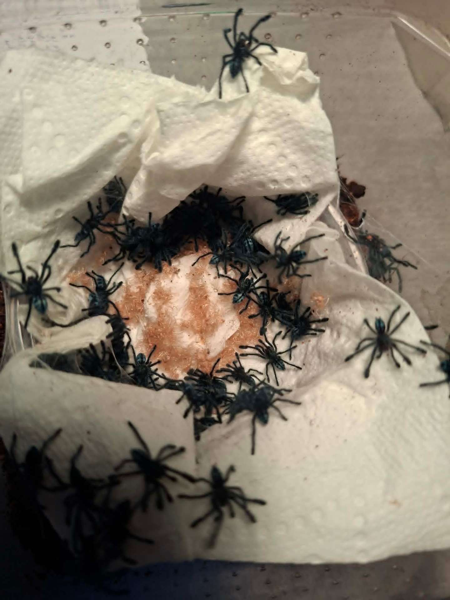 Caribena laeta - Pack of 10 L1 units | Terra Market