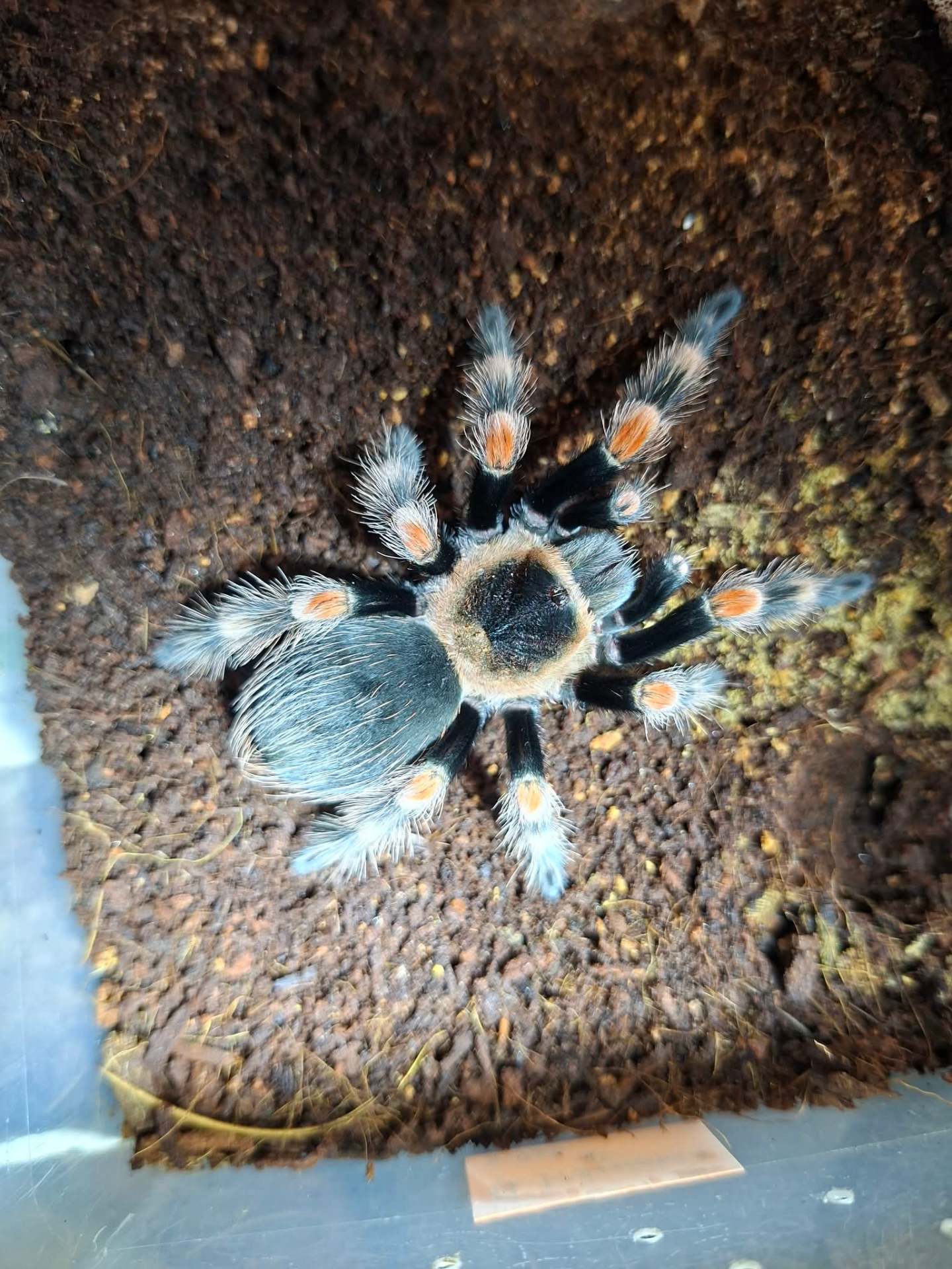 Brachypelma hamorii - Female Brachypema hamorii 4DC | Terra Market
