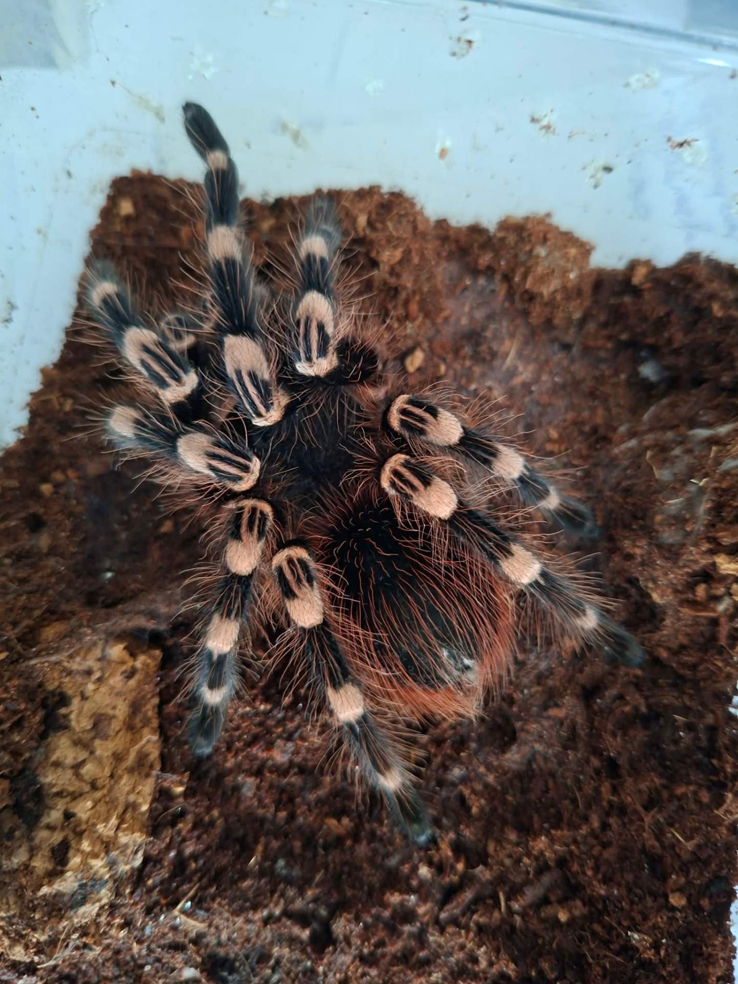 Acanthoscurria geniculata - Female Acanthoscurria geniculata | Terra Market