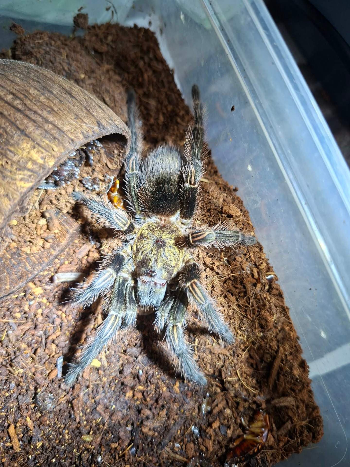 Trixopelma pruriens - Female Trixopelma pruriens 5DC | Terra Market