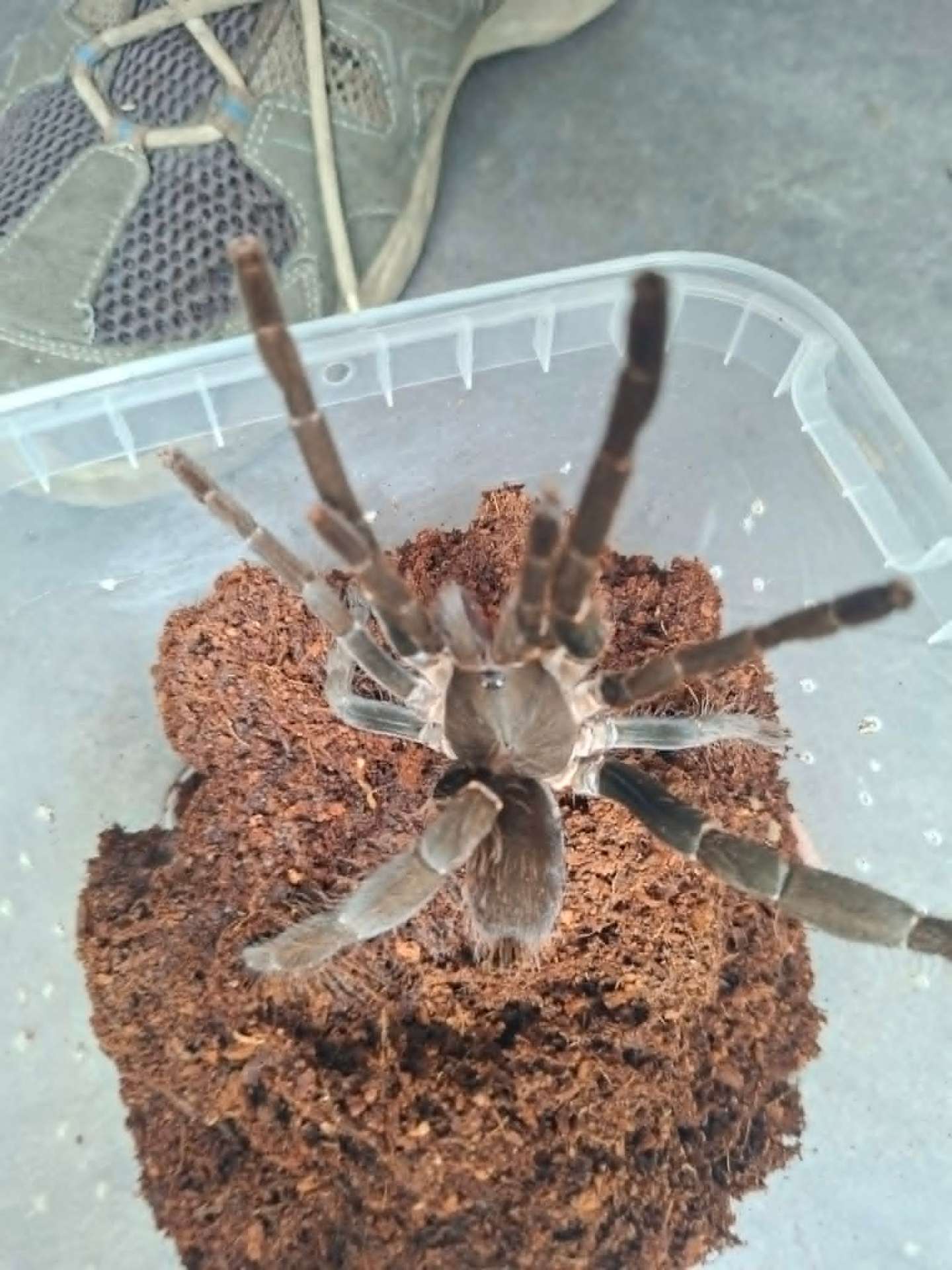 Hysterocrates gigas - Female Hysterocrates gigas 6DC | Terra Market