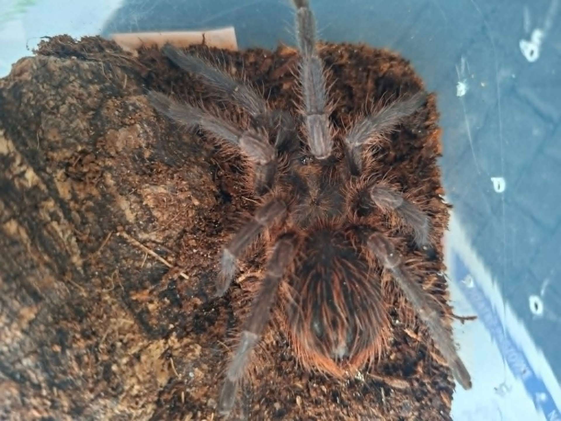 Phormictopus auratus - Female Phormictopus auratus 4.5DC | Terra Market