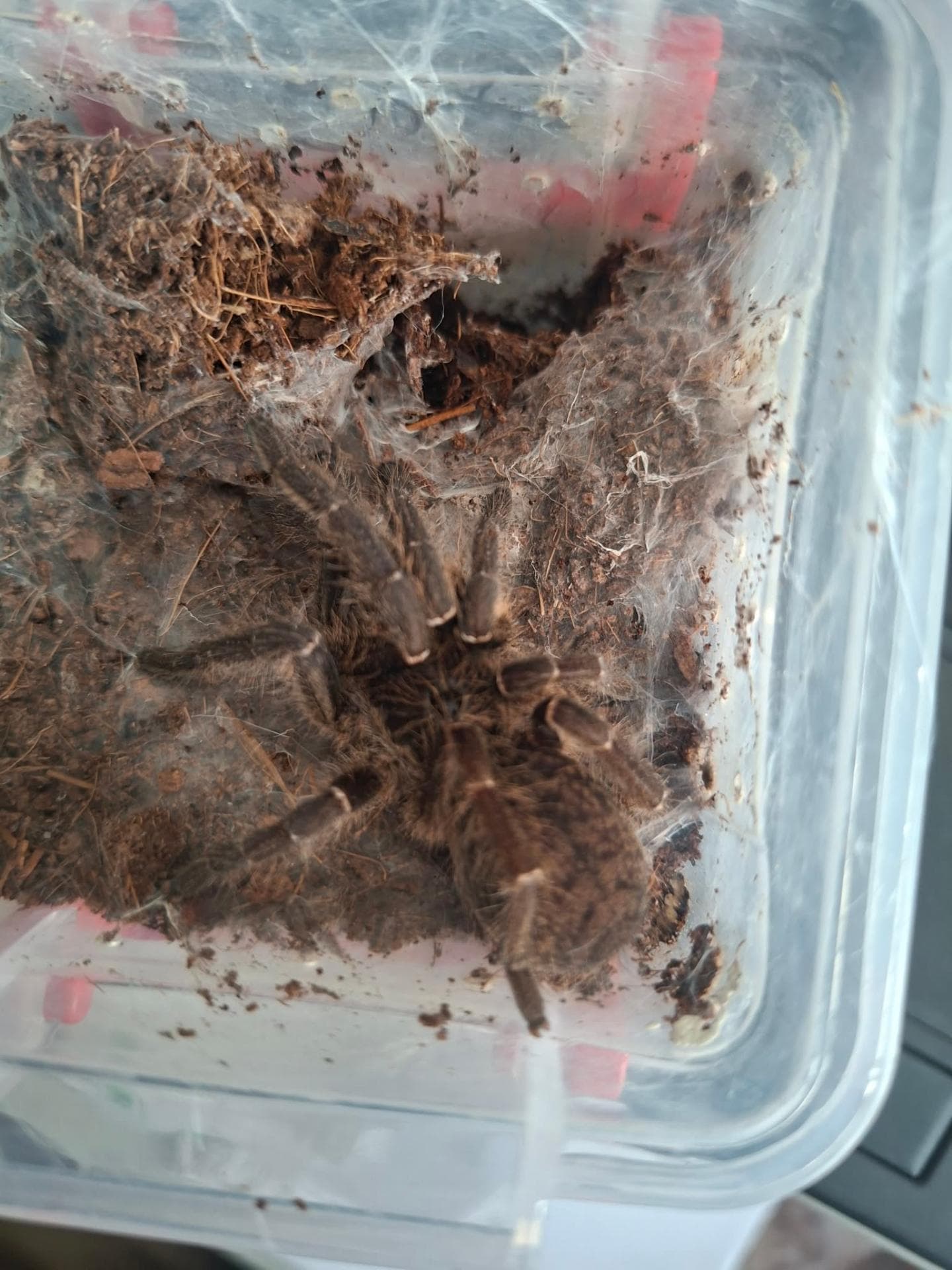 Ceratogyrus marshalli - Female Ceratogyrus marshali 4DC | Terra Market