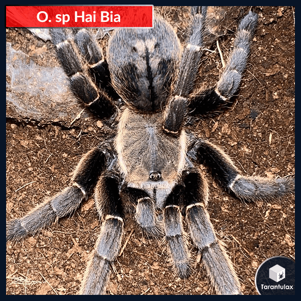 Ornithoctoninae sp. Hai-bia