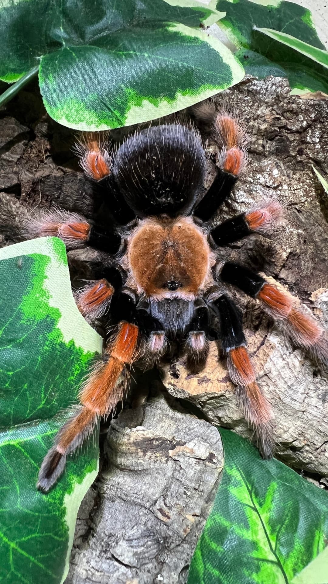 Brachypelma boehmei - Brachypelma boehmei L1 – 5er-Pack | Terra Market