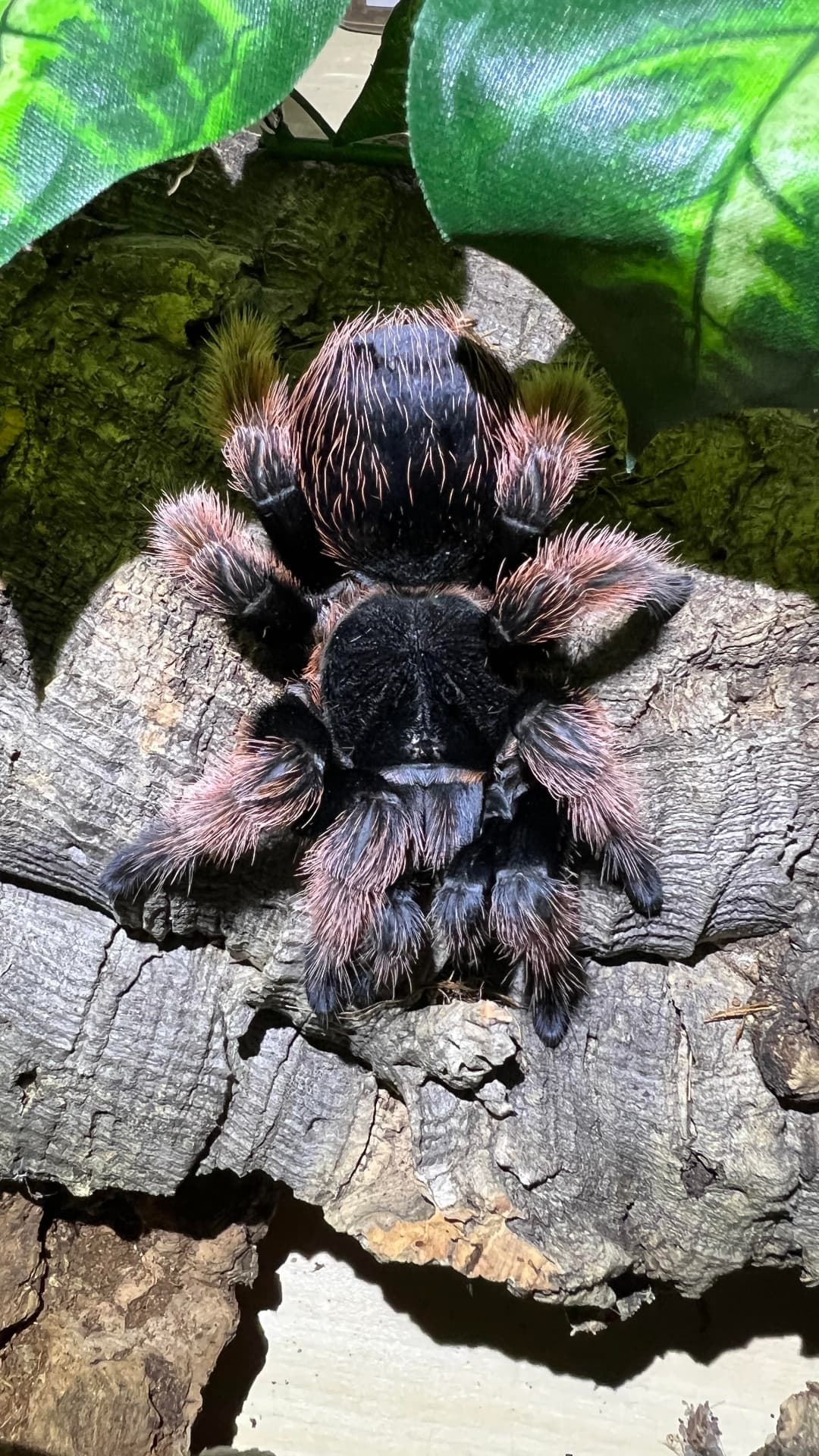 Brachypelma klaasi - Brachypelma klaasi l1 - pack of 5 | Terra Market