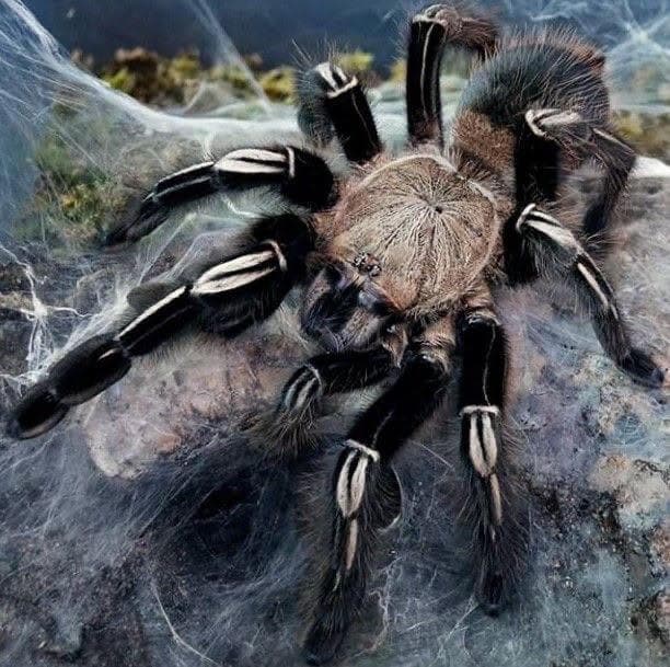 Ephebopus murinus - Ephebopus murinus l1 - pack of 5 | Terra Market