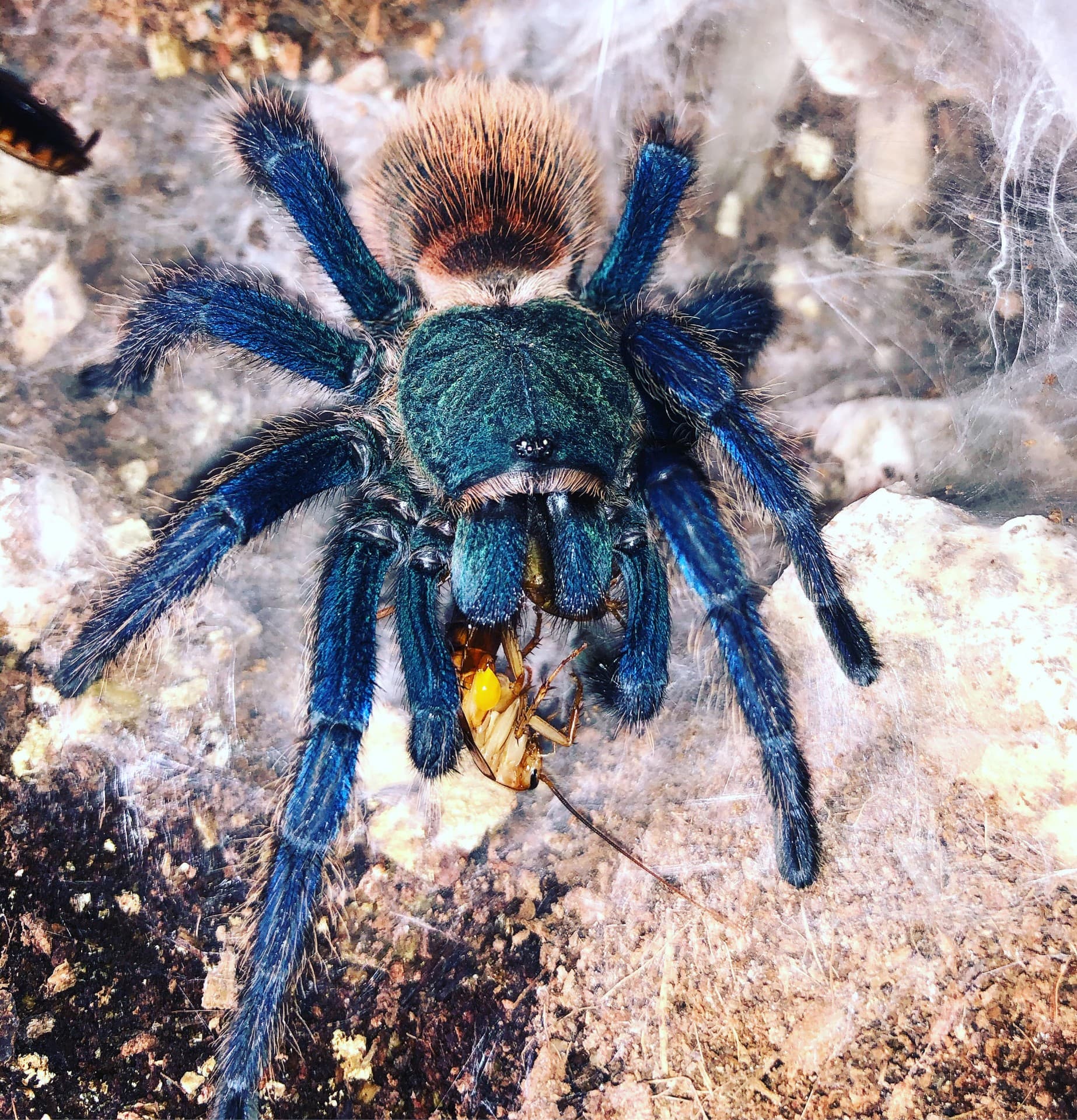 Chromatopelma cyaneopubescens - Chromatopelma cyaneopubescens L1 - pack of 5 | Terra Market