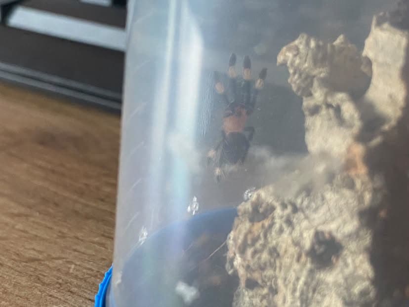 Psalmopoeus irminia - Psalmopoeus irminia l3 | Terra Market