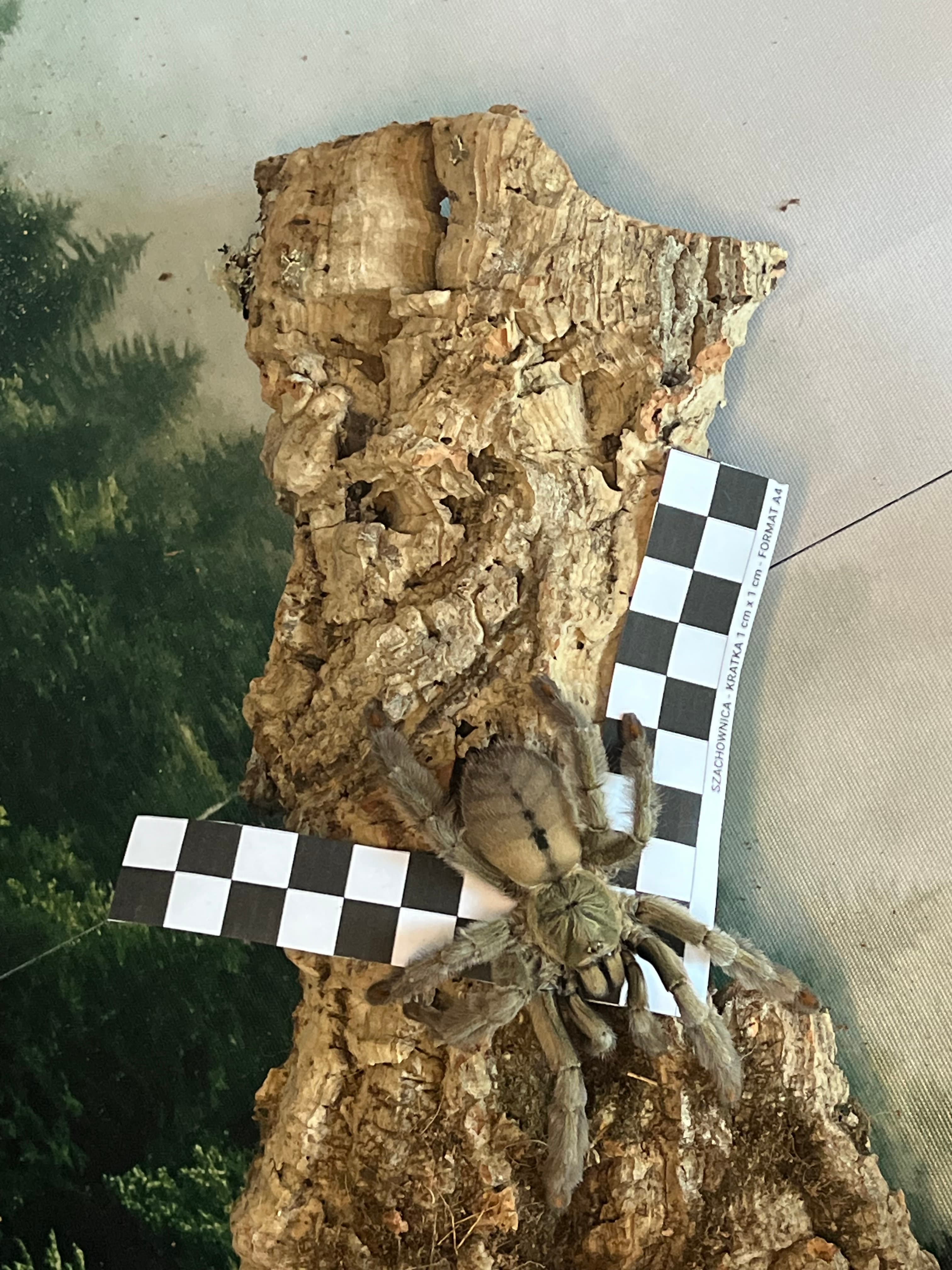 Psalmopoeus cambridgei - P.Cambridgei | Terra Market