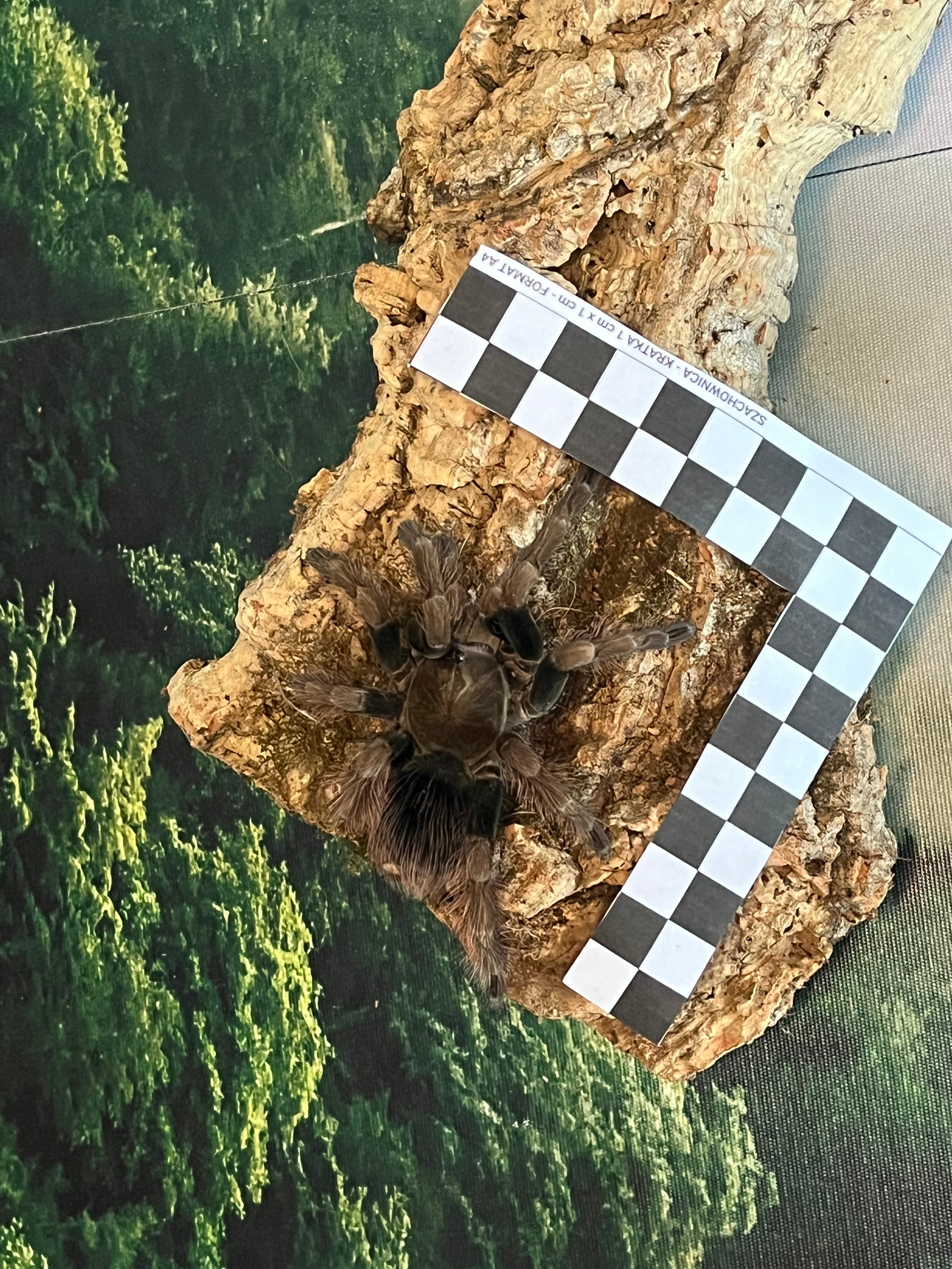 Pamphobeteus sp. Mascara - P. sp Wimperntusche | Terra Market