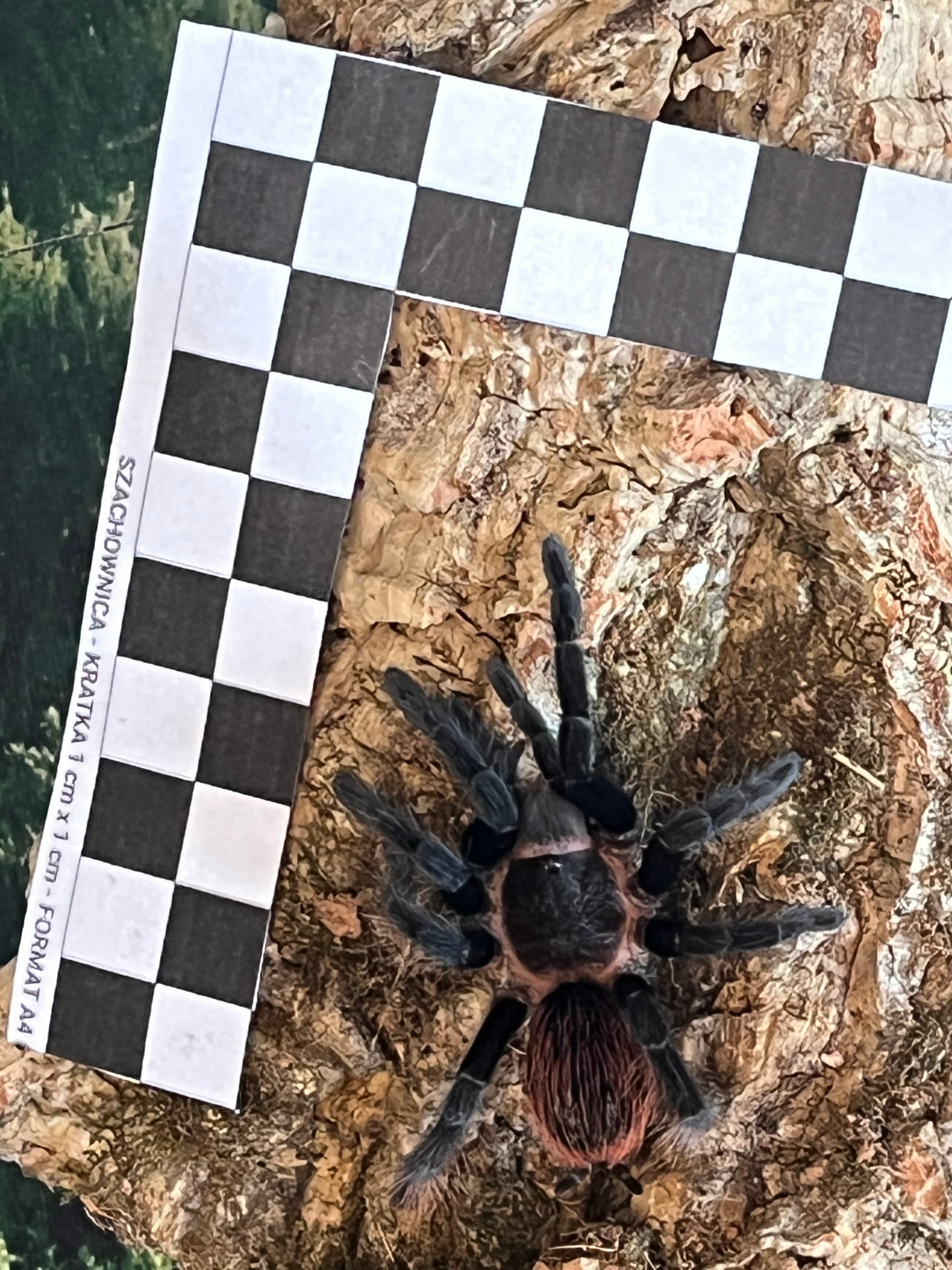 Tliltocatl vagans - T.vagans | Terra Market