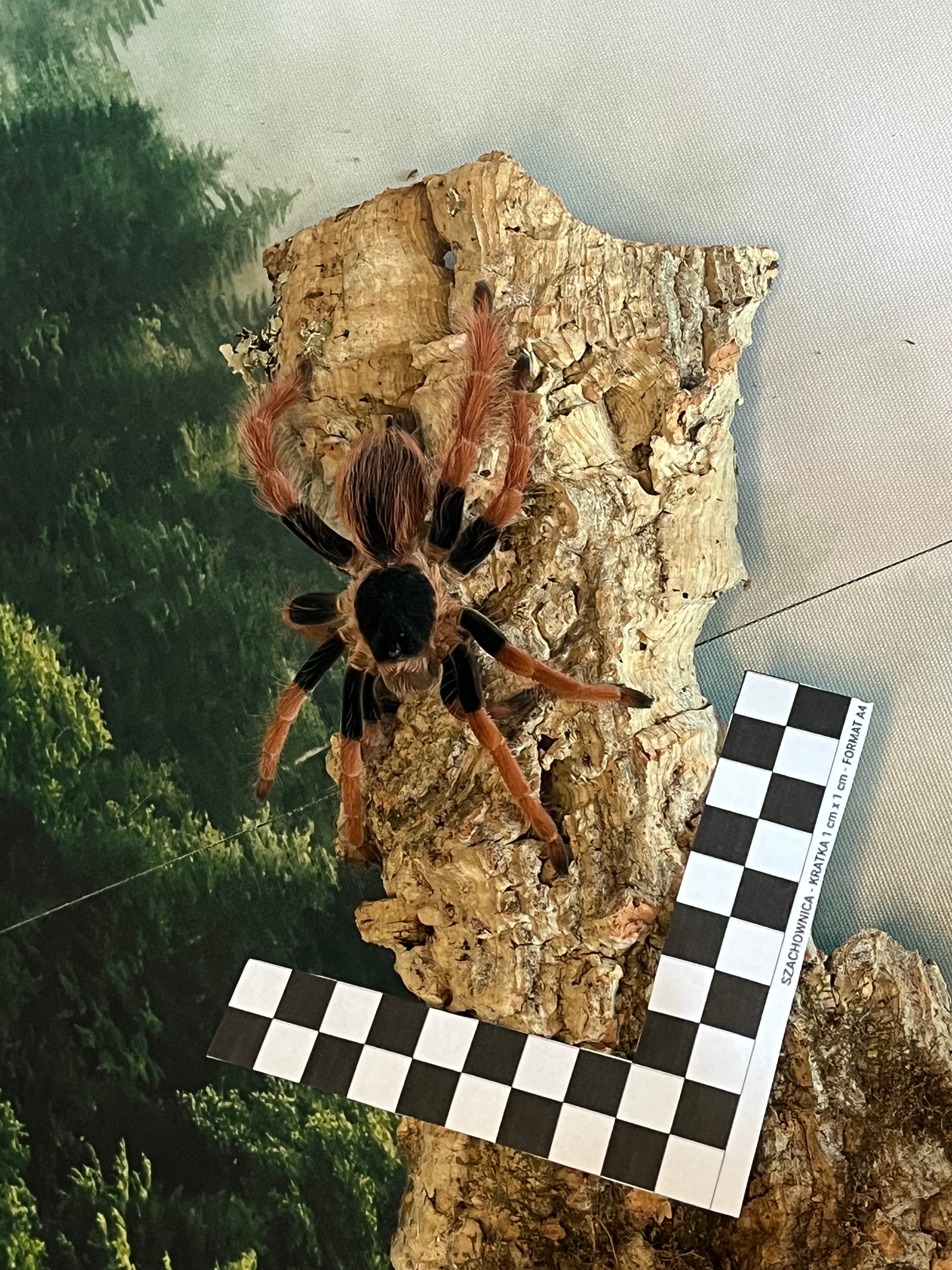 Megaphobema robustum - M.robustum | Terra Market