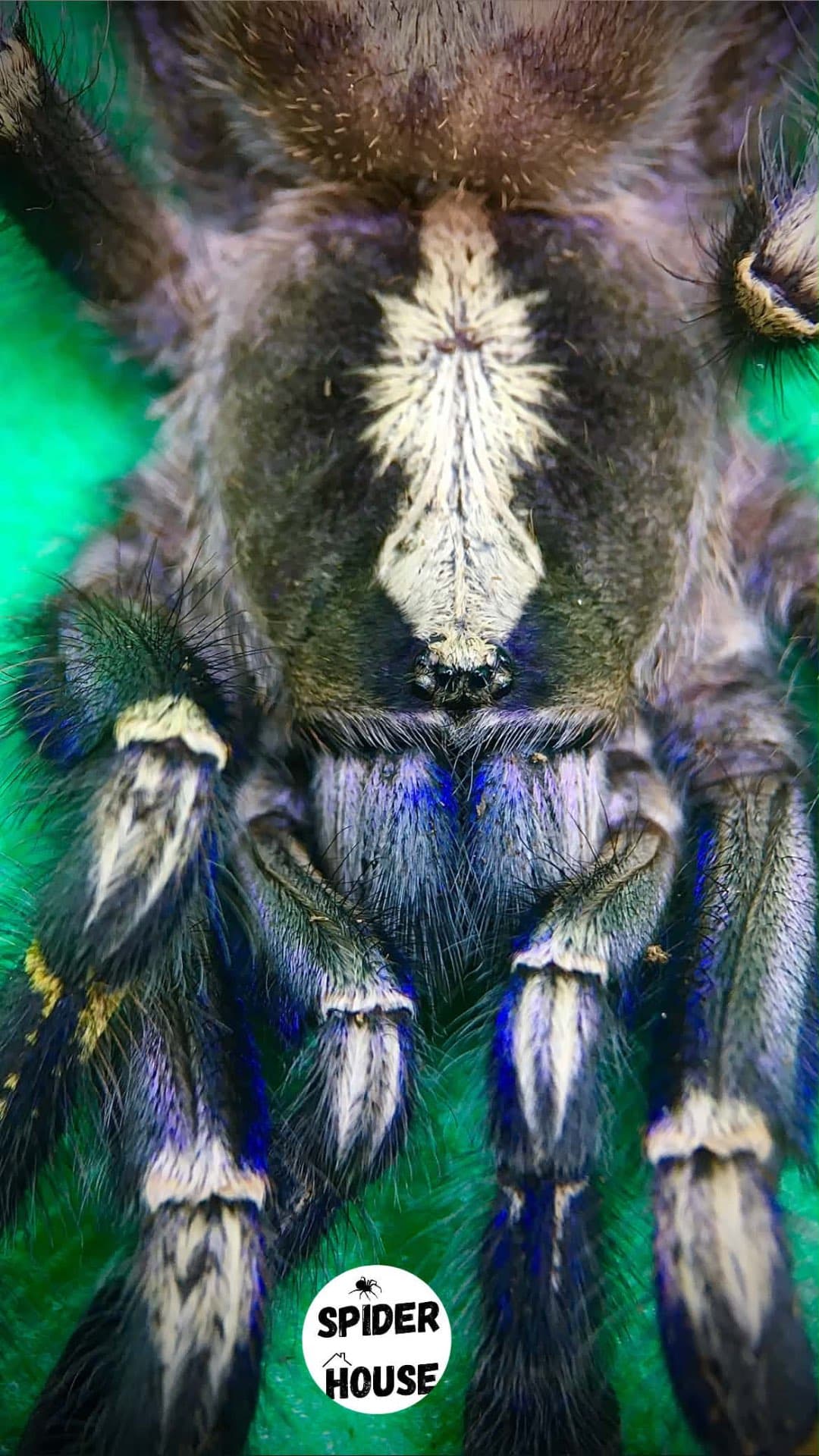 Poecilotheria metallica - Female Poecilotheria metallica, 4 cm DC | Terra Market