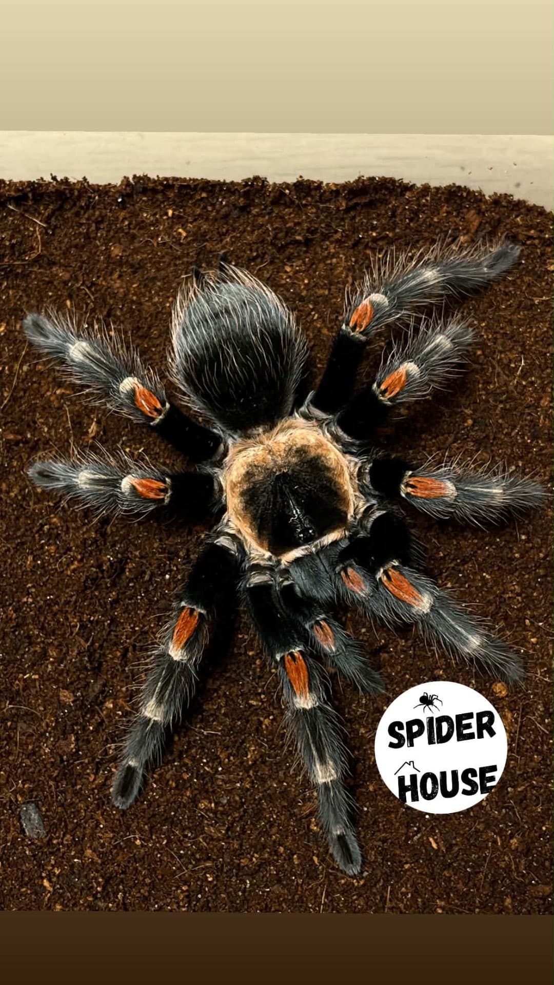 Brachypelma auratum - Brachypelma auratum L5 | Terra Market