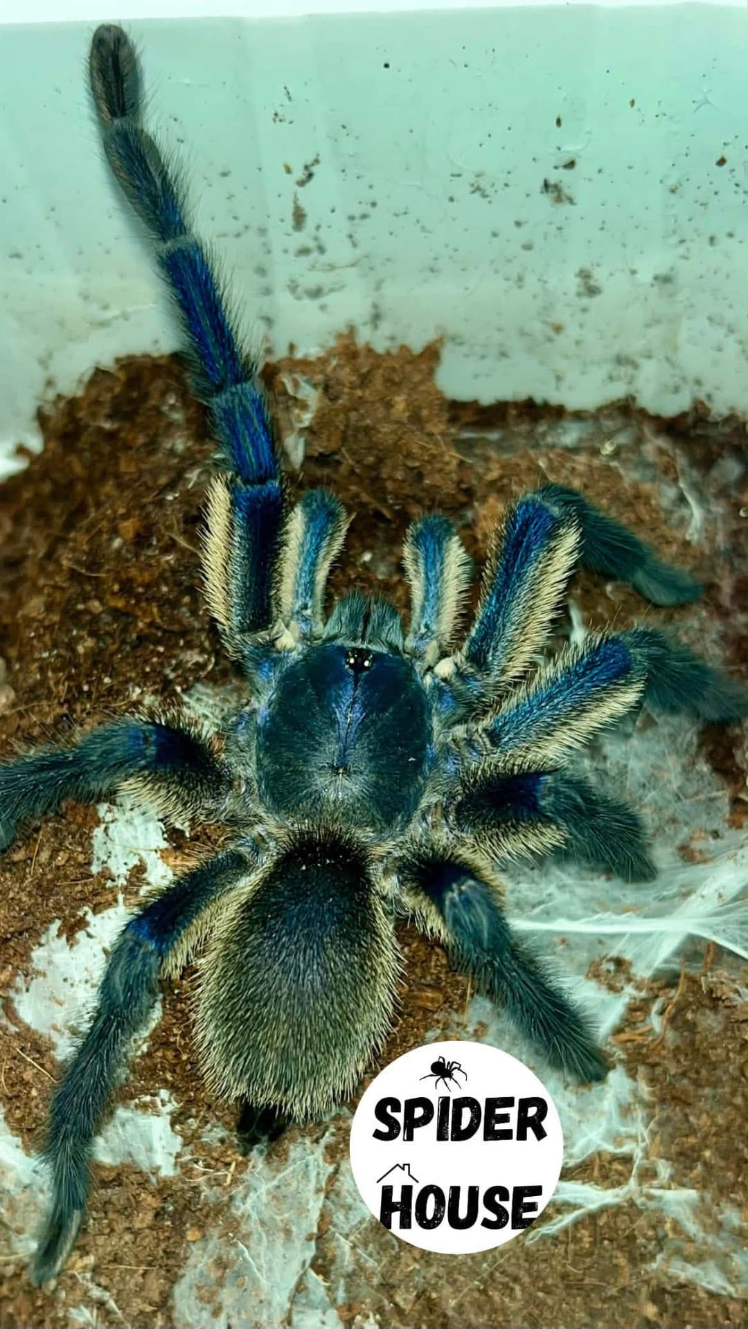 Monocentropus balfouri - Monocentropus balfouri L5 | Terra Market