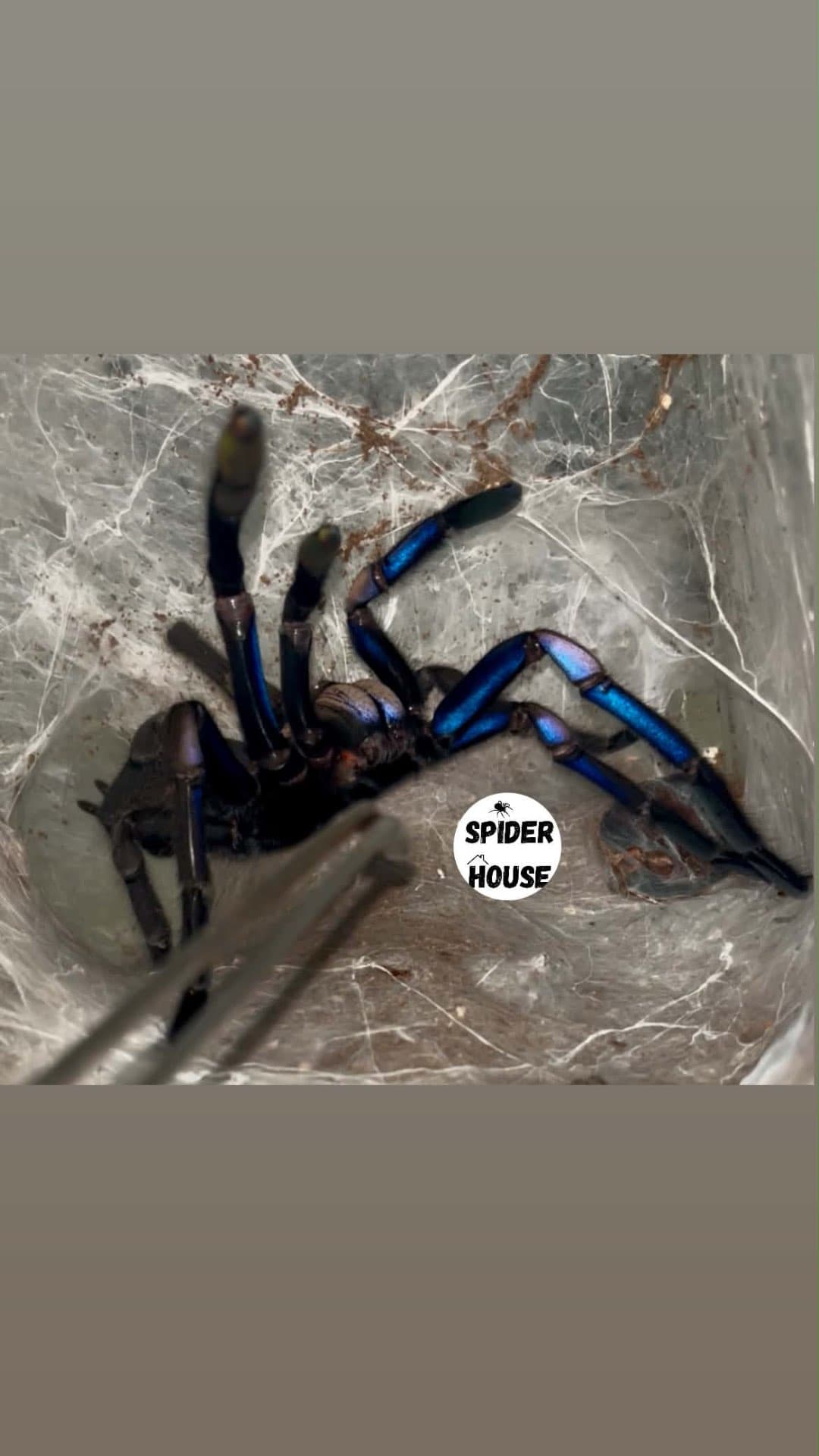 Chilobrachys natanicharum - Chilobrachys natanicharum (formerly "electric blue") | Terra Market