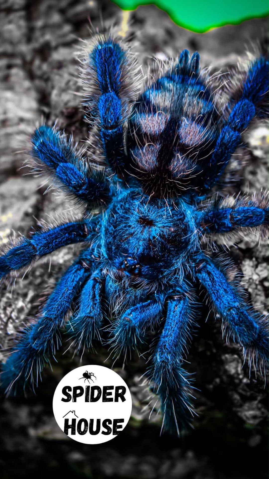 Caribena versicolor - Caribena versicolor L4 | Terra Market