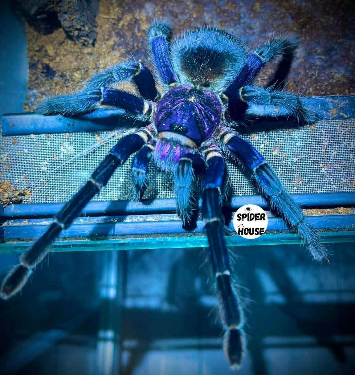 Phormictopus sp Dominican purple - Phormictopus sp Dominican purple L1 | Terra Market
