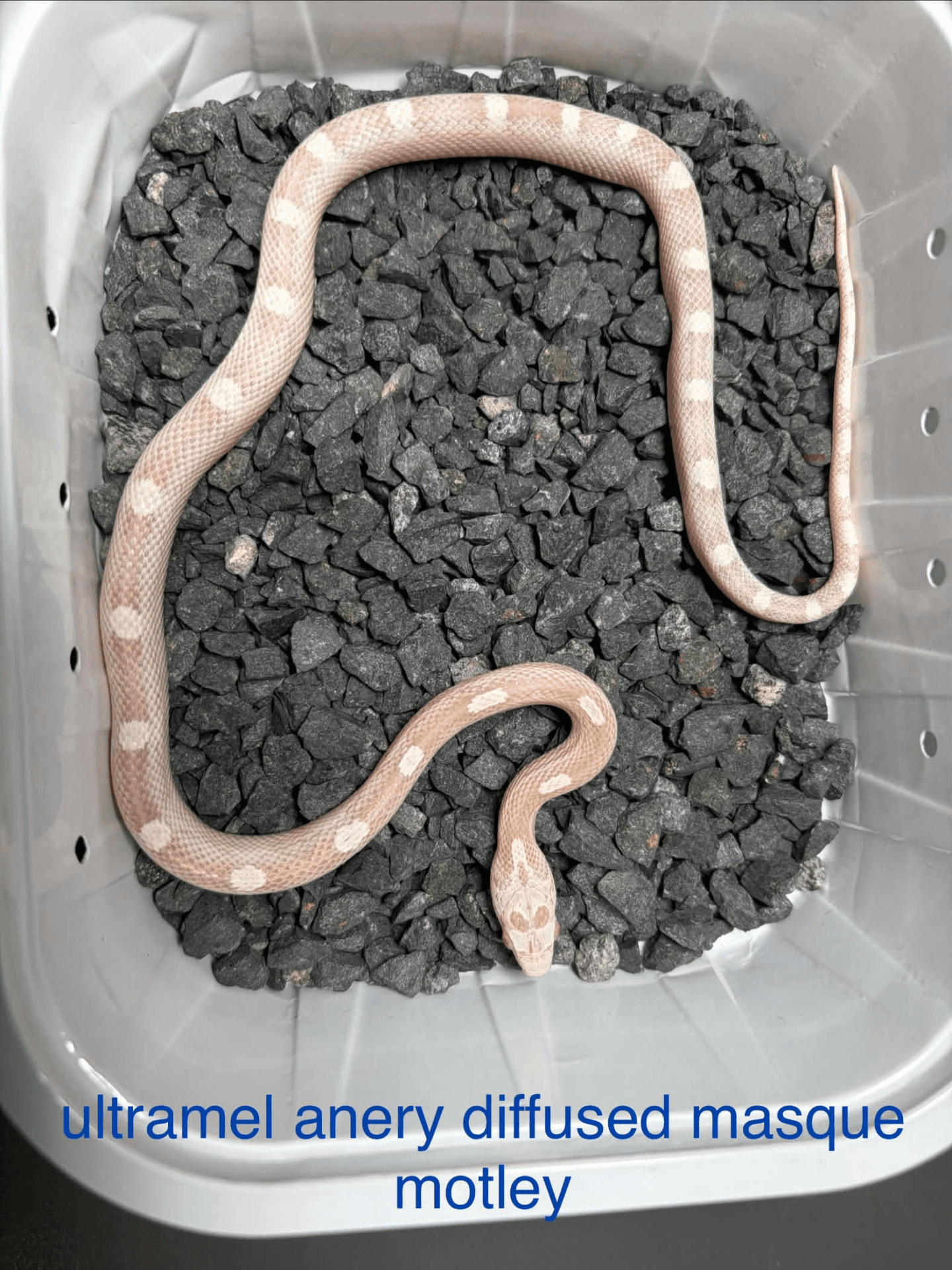 Pantherophis guttatus - wąż zbożowy (Pantherophis gutattus) | Terra Market