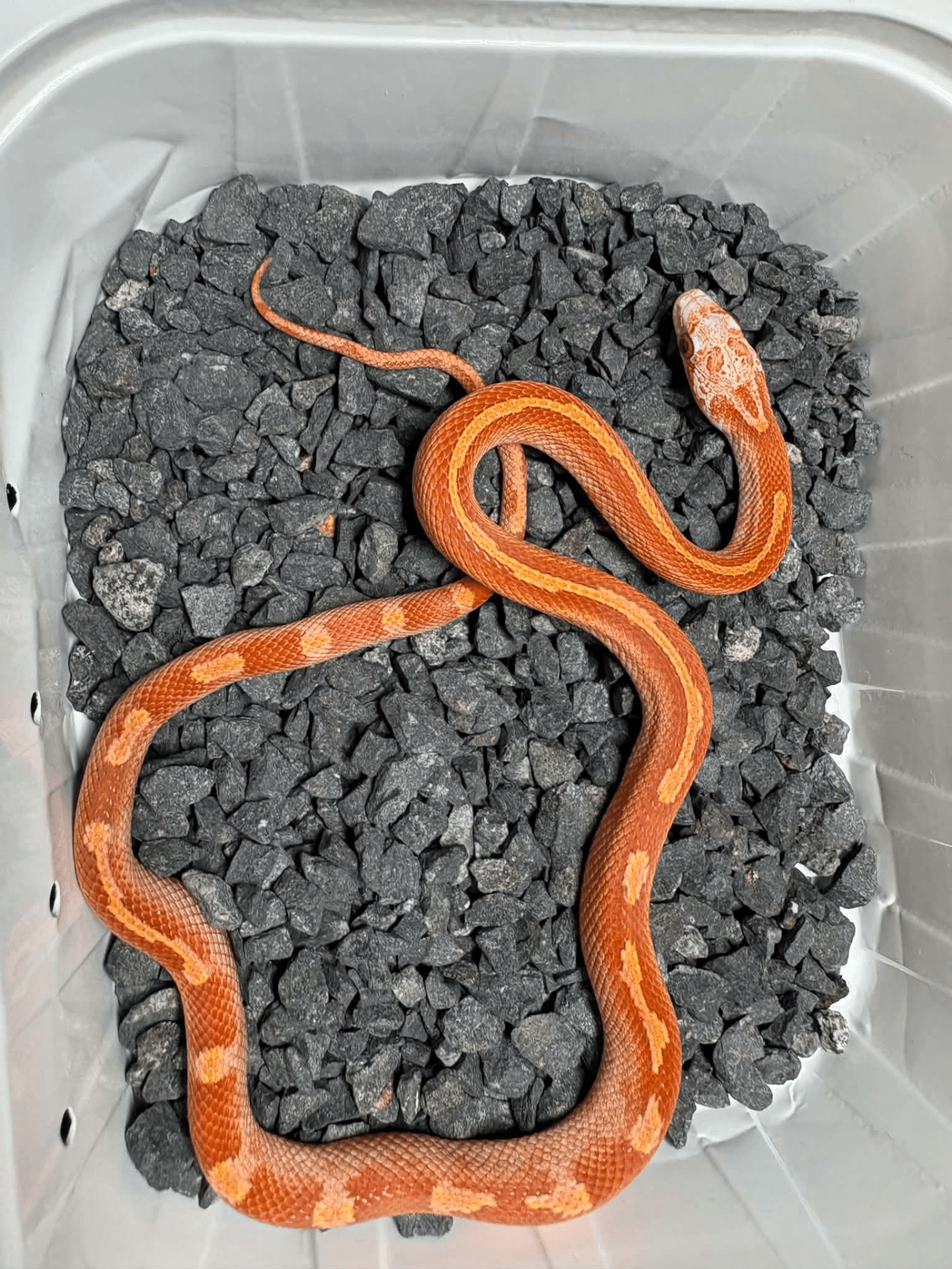 Pantherophis guttatus - wąż zbożowy CB26 ultramel diffused motley masque | Terra Market