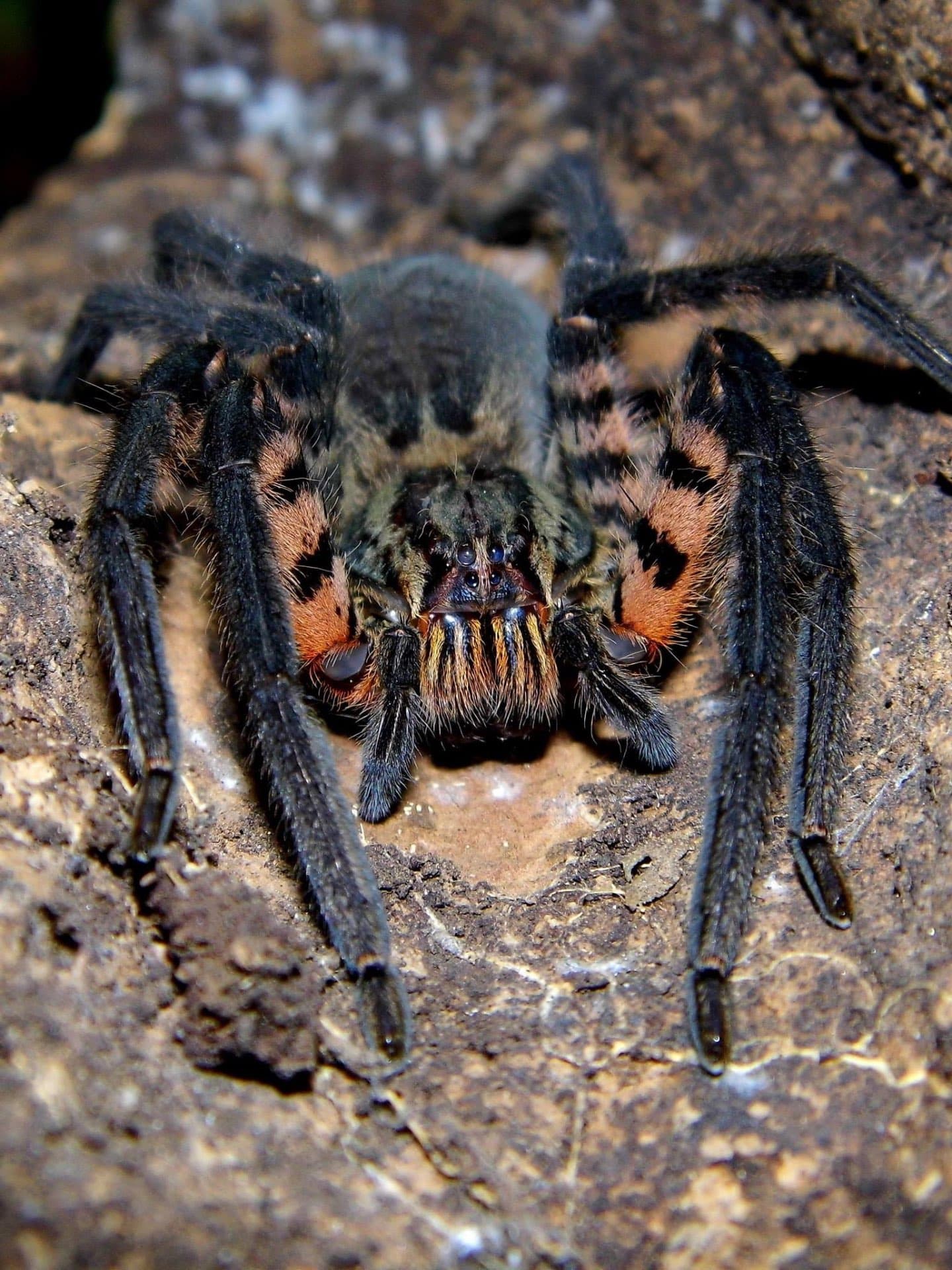 Cupiennius salei - Cupiennius salei L1 *możliwy hurt* | Terra Market