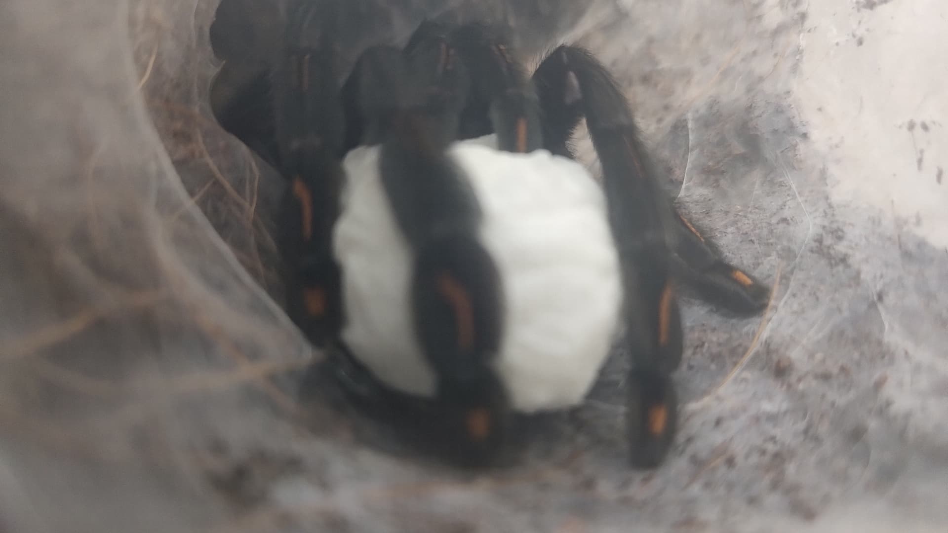 Psalmopoeus irminia - Psalmopoeus irminia l1 | Terra Market