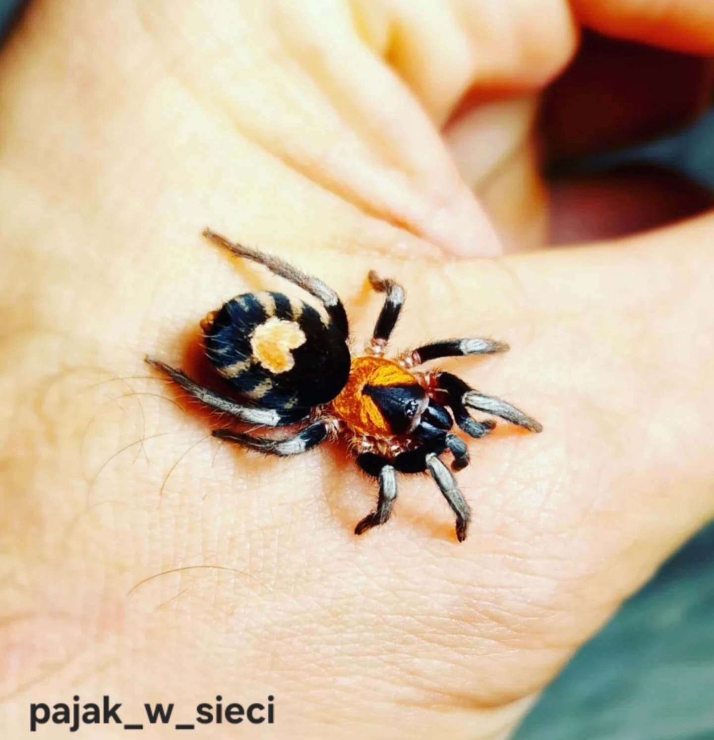 Cyriocosmus elegans L1/L2
