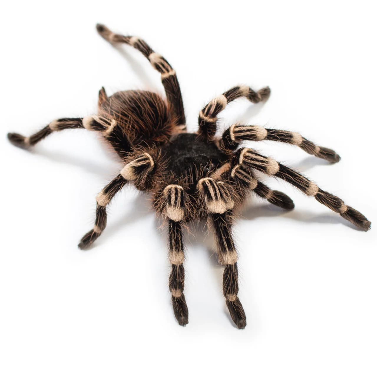 Acanthoscurria geniculata (ptasznik białokolanowy) – dla początkujących