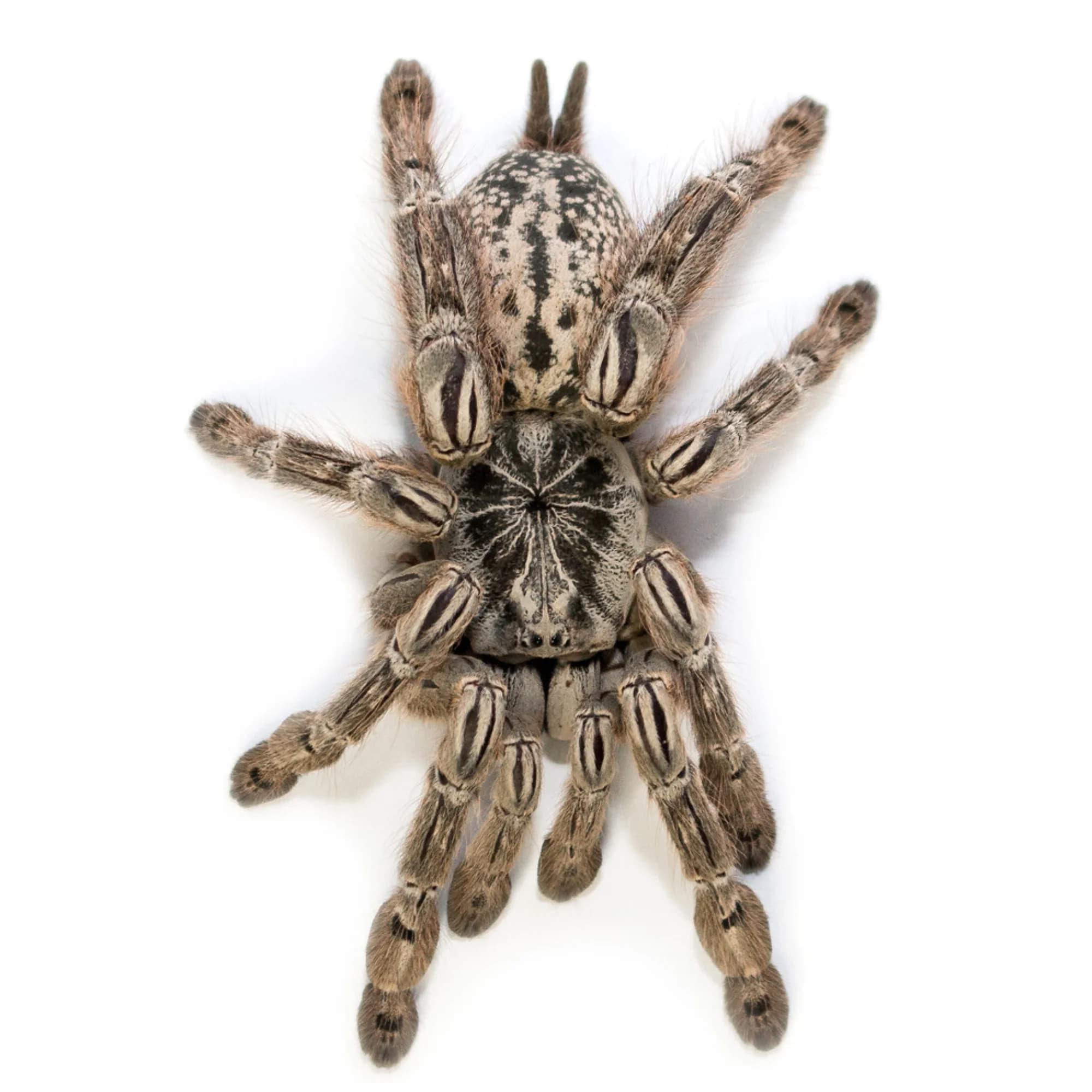Heteroscodra maculata (ptasznik śnieżny) – dla zaawansowanych