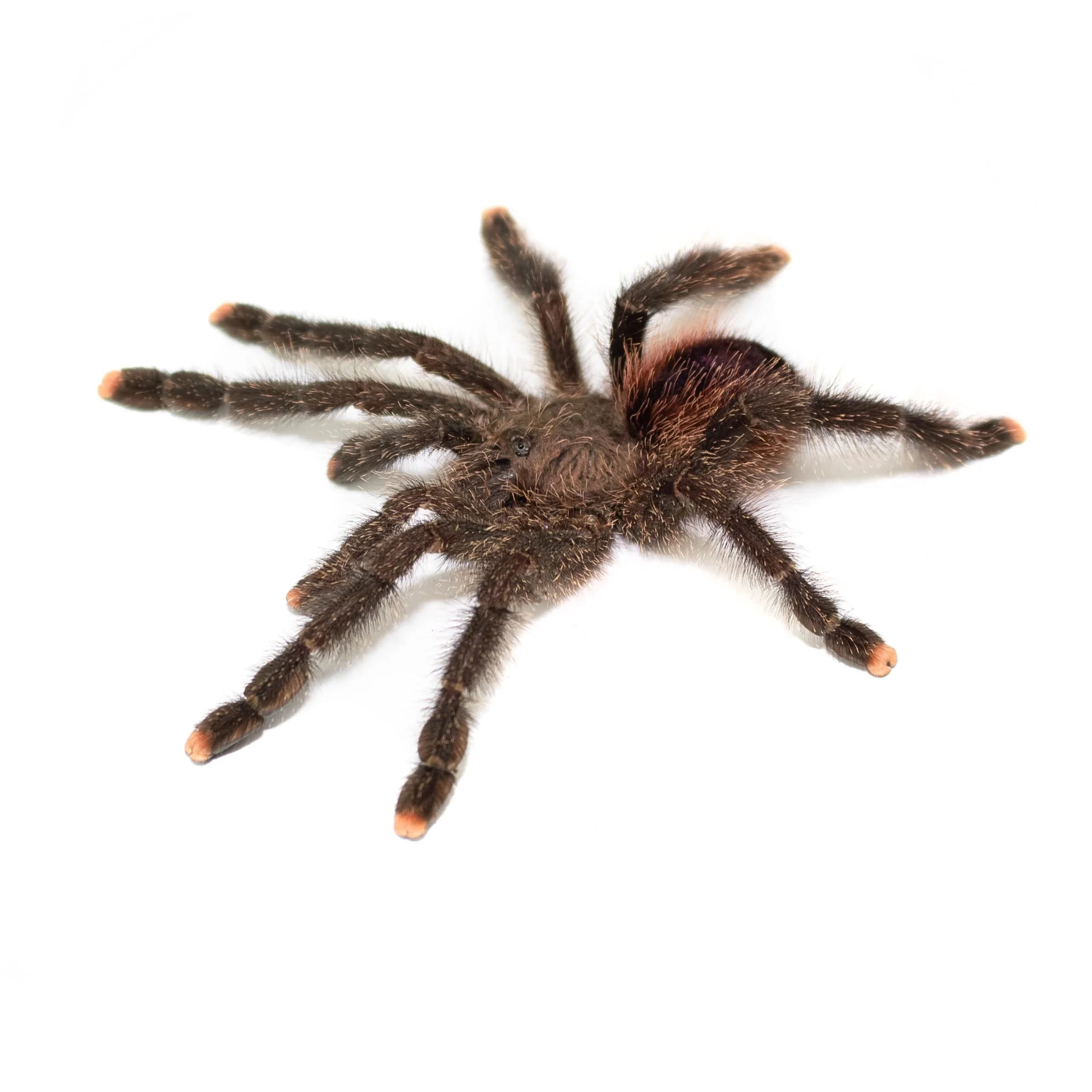 Avicularia juruensis M2 (ex. peru purple) 1,5-2DC