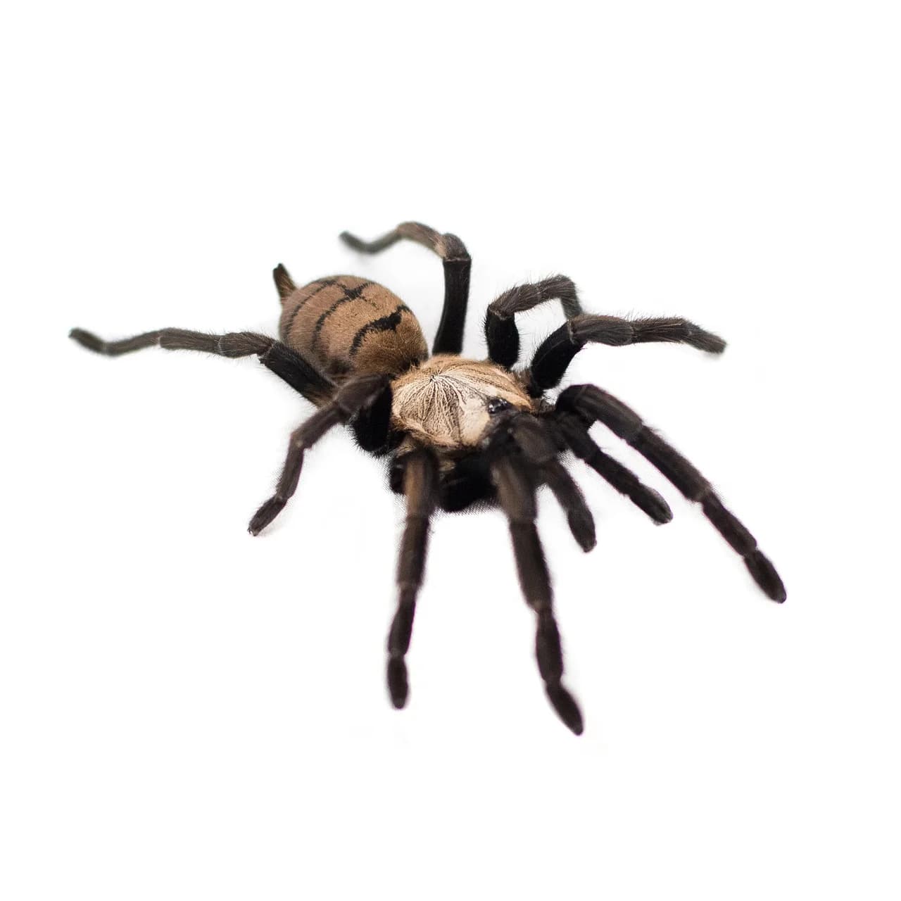 Chilobrachys fimbriatus L3