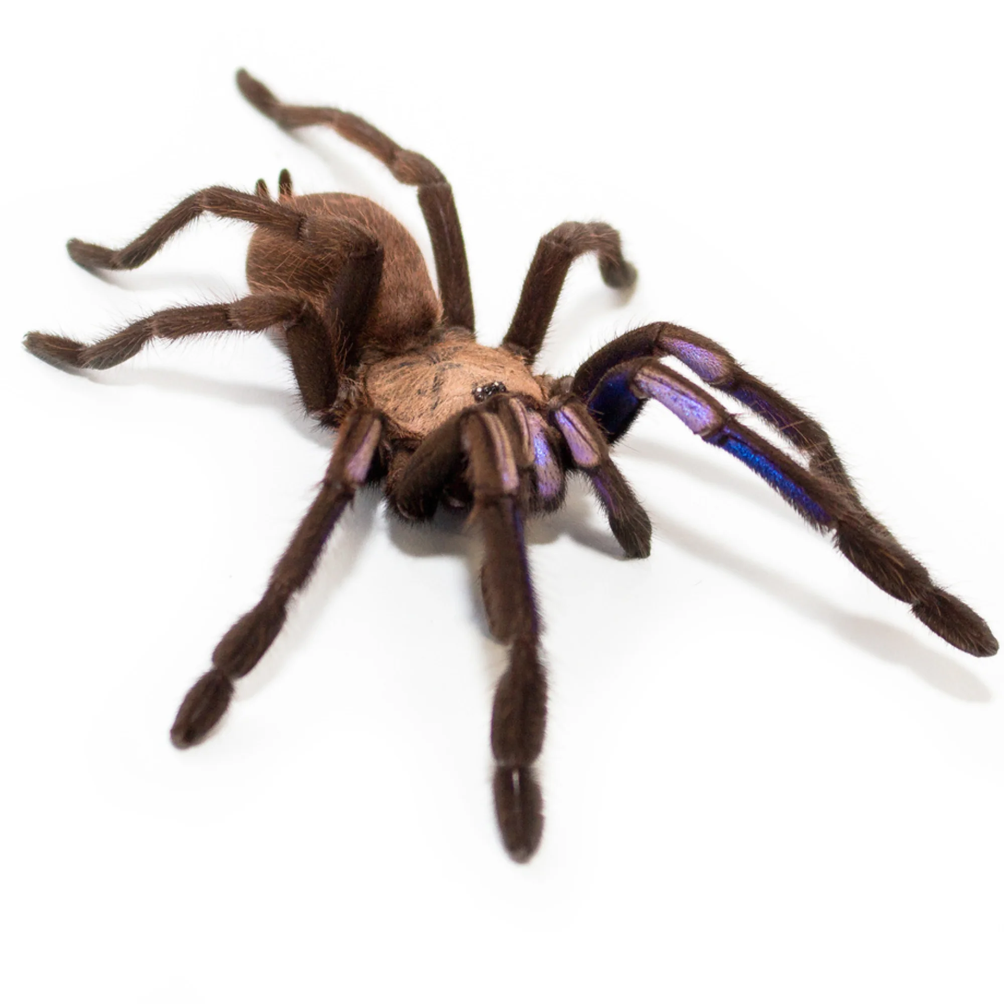 Chilobrachys natanicharum SAMIEC 2-2,5DC