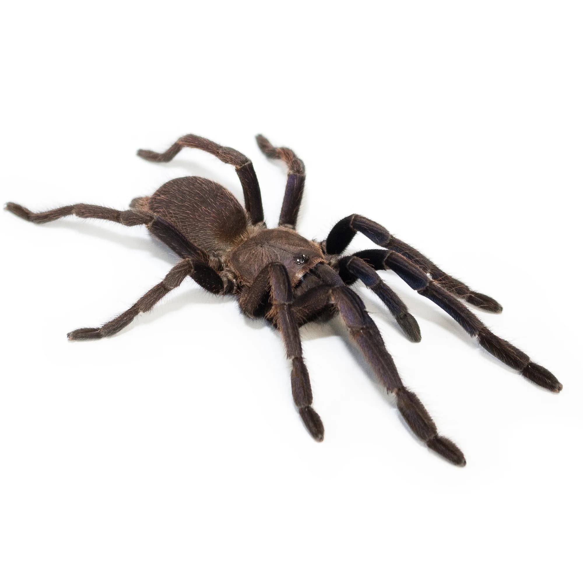 Chilobrachys sp. Blue Vietnam L2