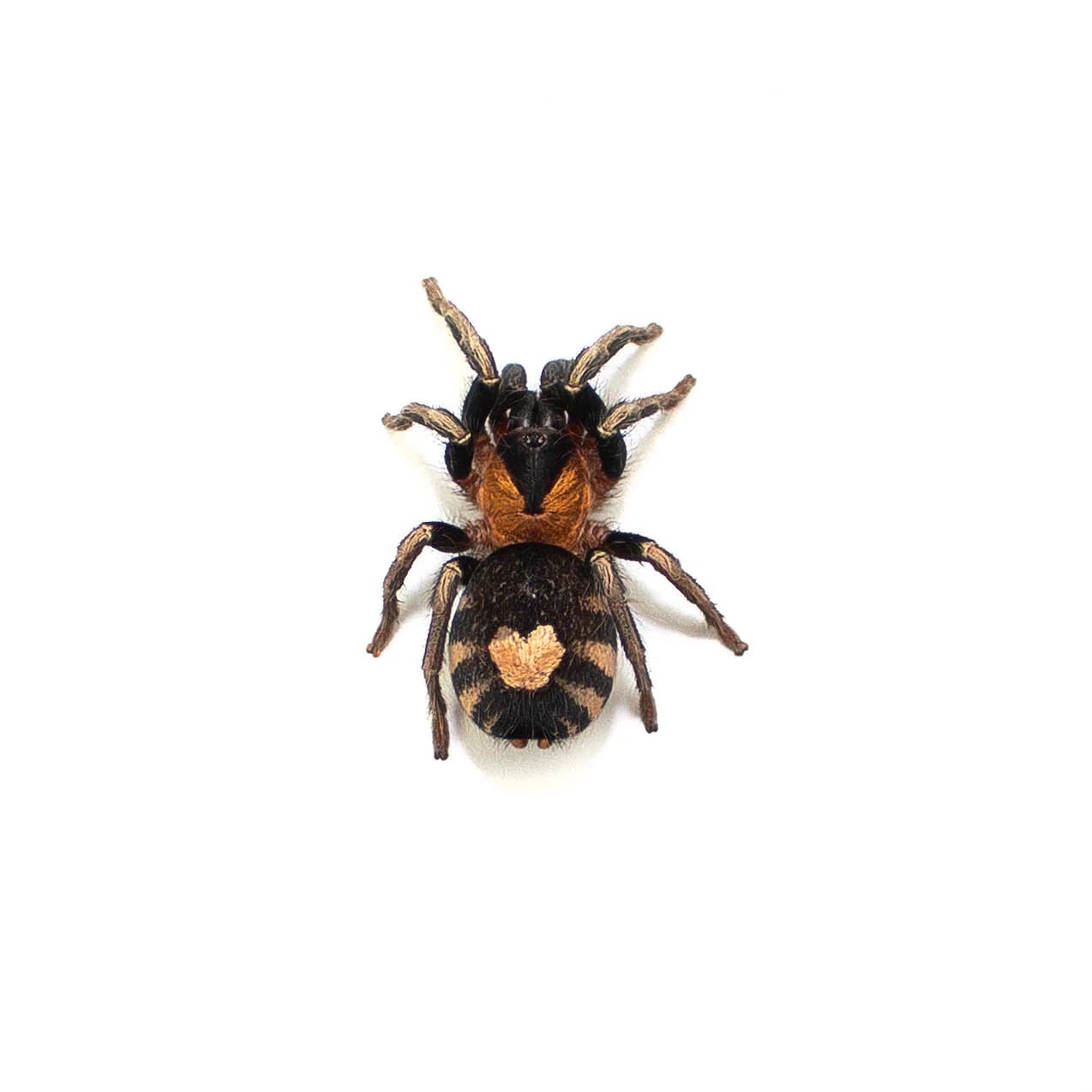 Cyriocosmus elegans L3