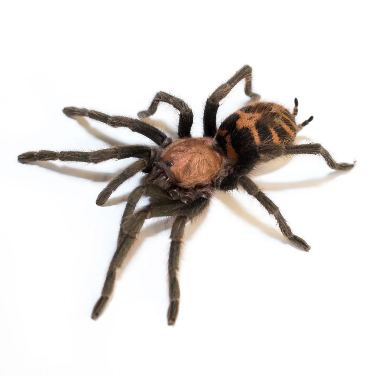 Davus pentaloris L4