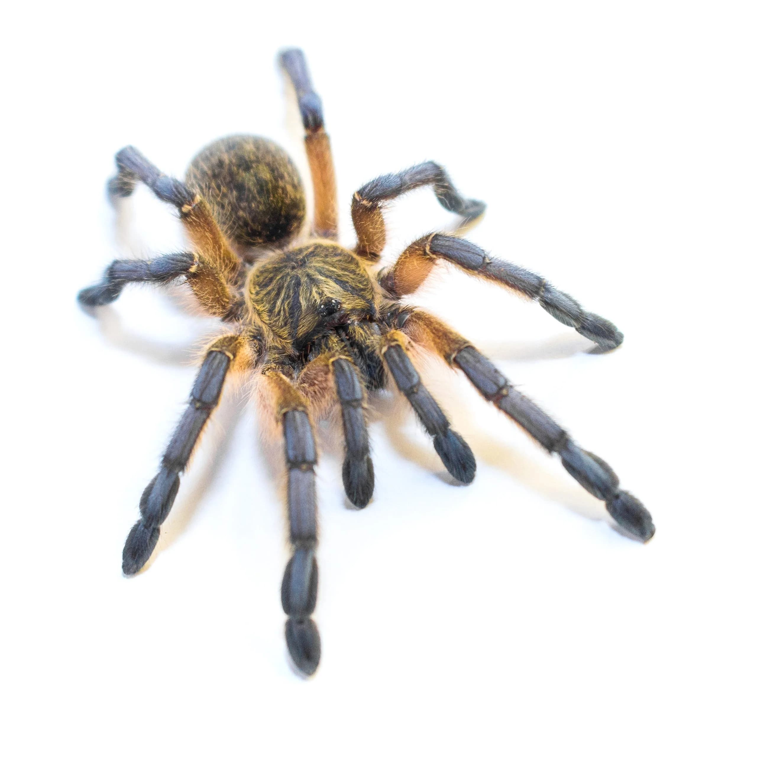 Harpactira pulchripes L4