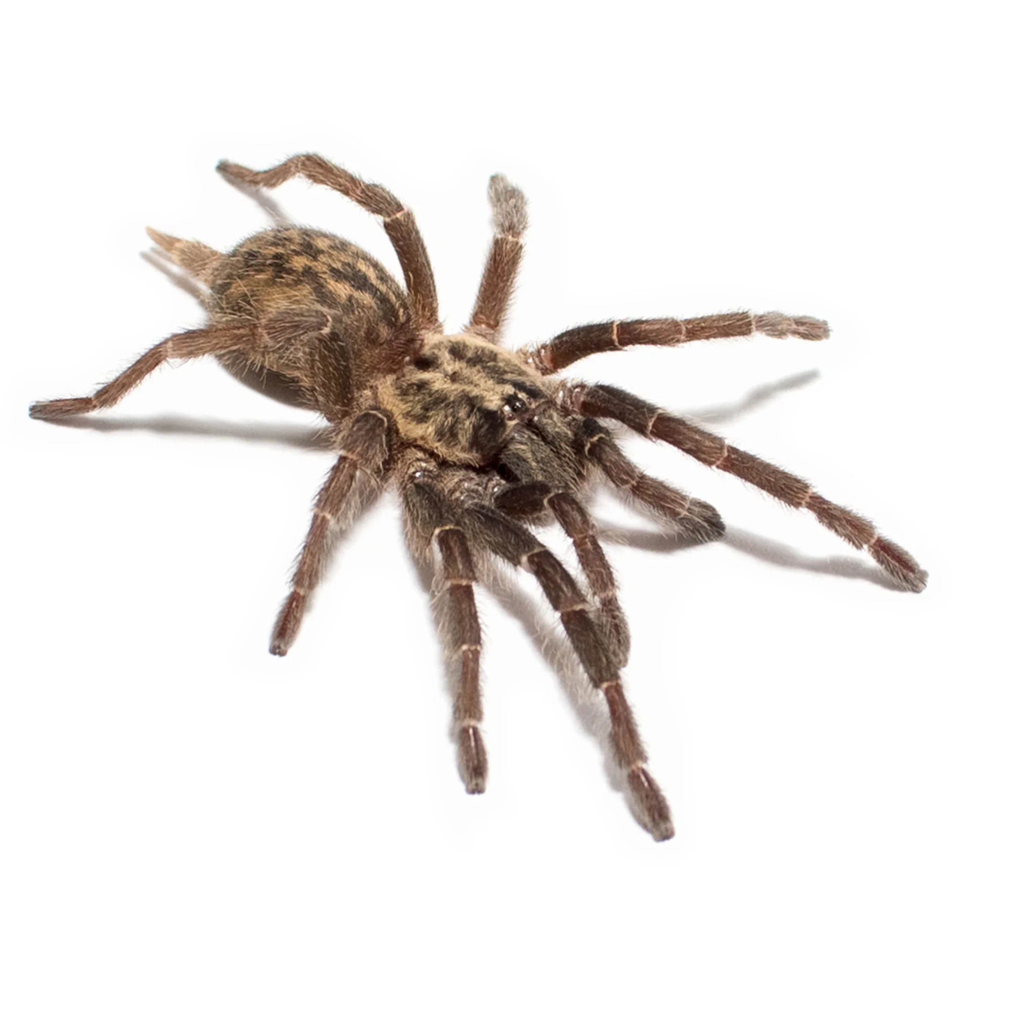 Heterothele villosella L4
