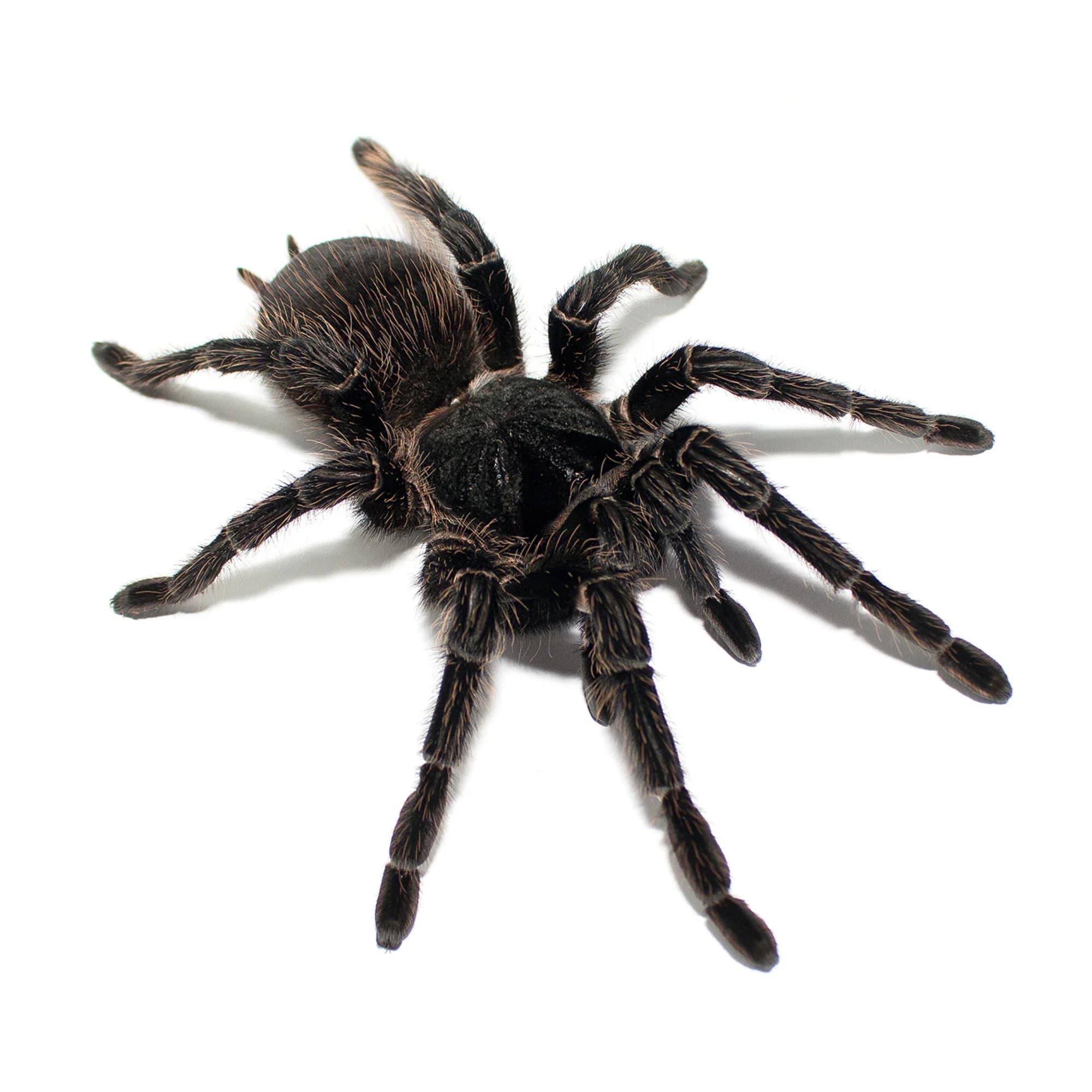 Lasiodora parahybana L2