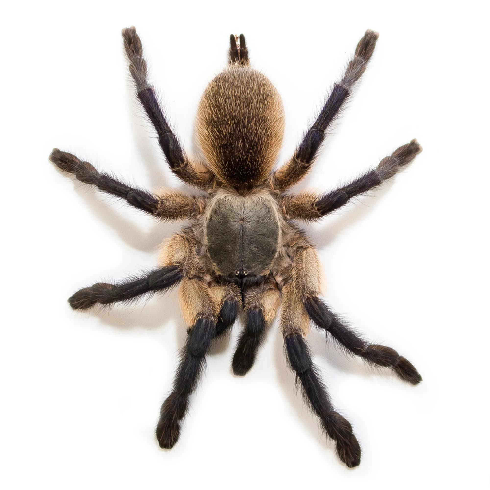 Monocentropus balfouri L5