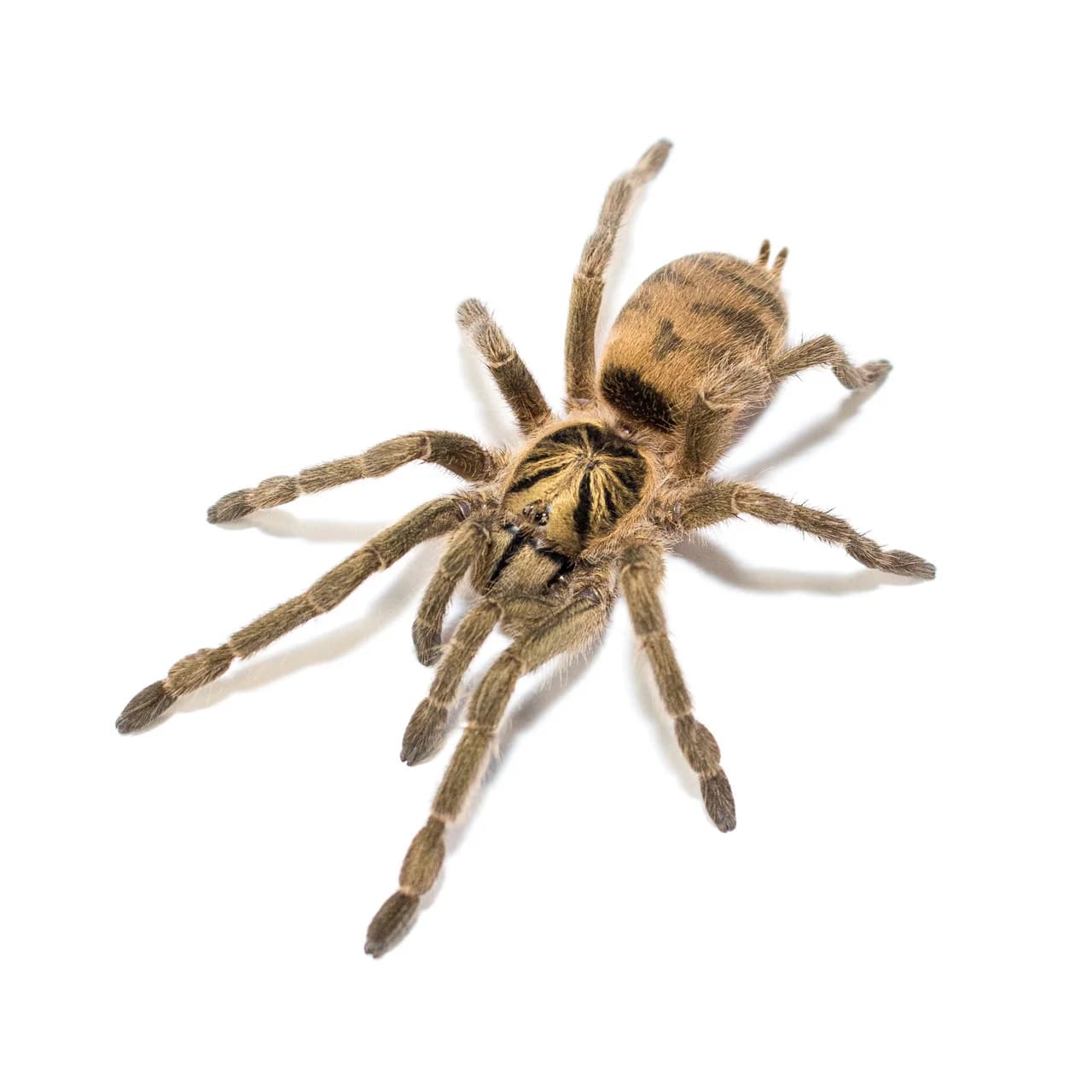 Neoholothele incei L5