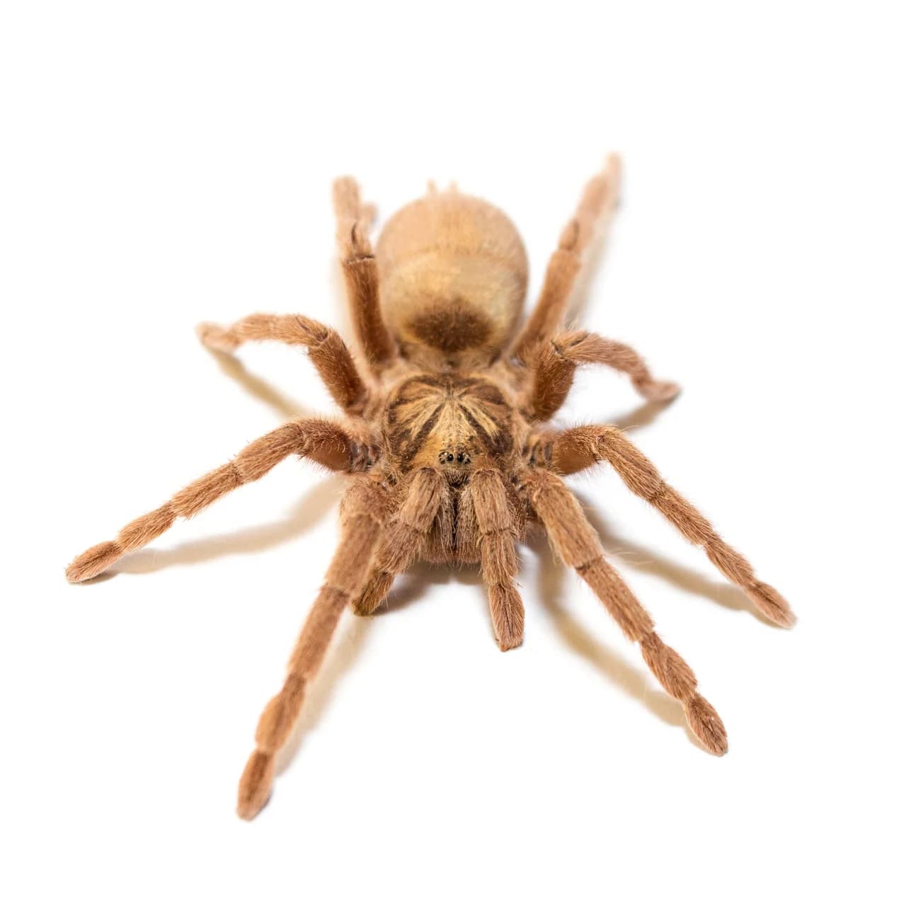 Neoholothele incei Gold L6