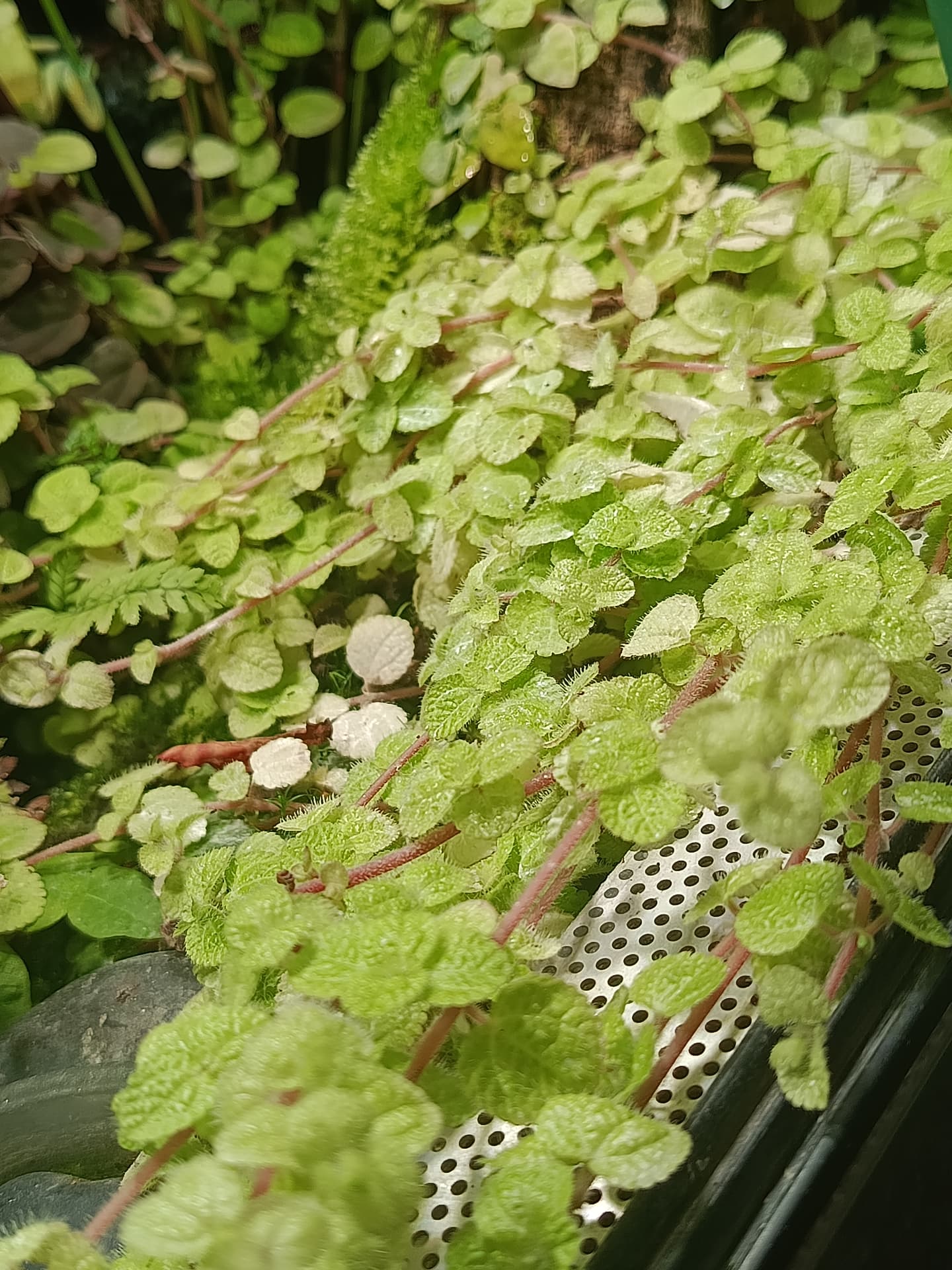 pilea nummulariifolia przycinka duża porcja on Terra Market