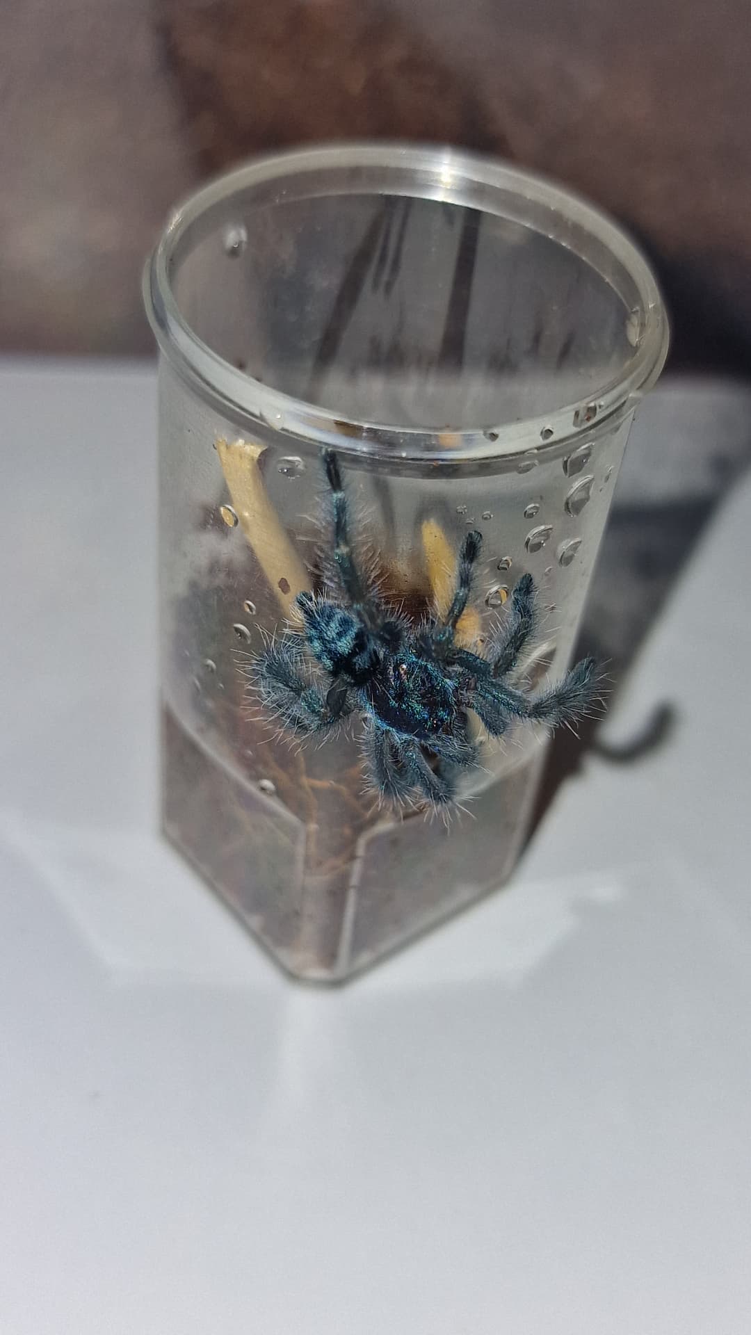Caribena versicolor - Pięknie ubarwiony nadrzewny ptasznik dla osób początkujących | Terra Market