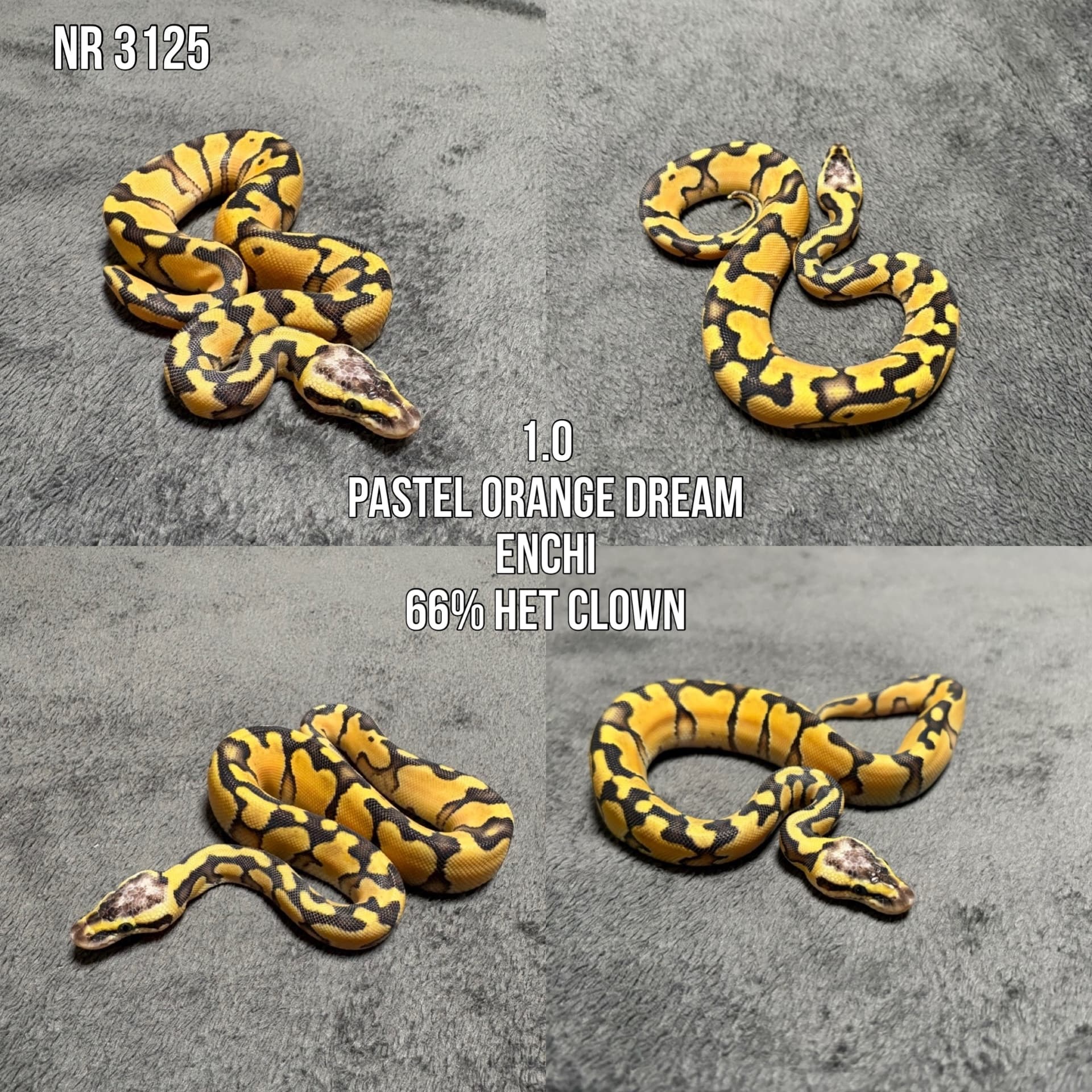 Python regius - Pyton królewski (Python regius) | Terra Market