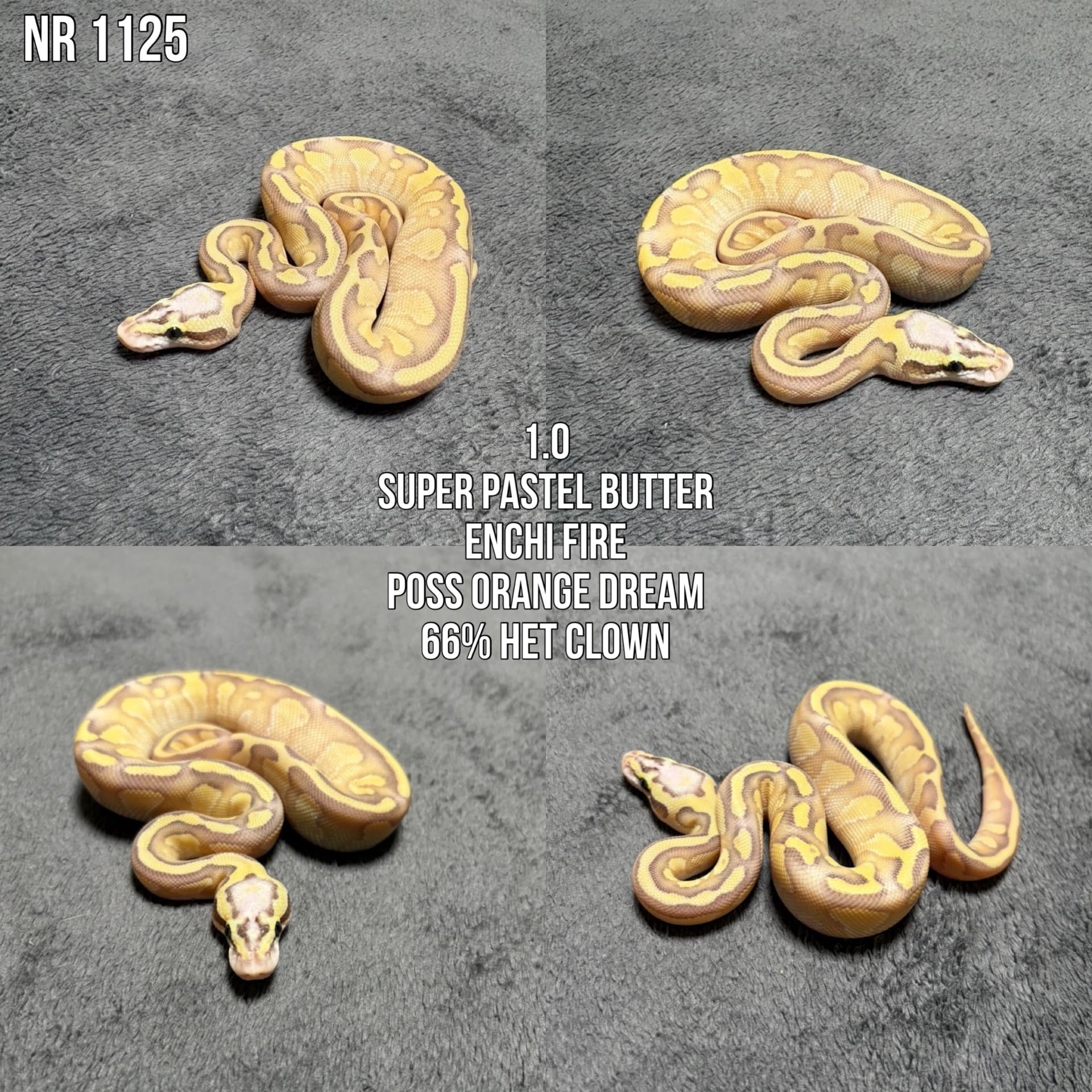Python regius - Pyton królewski (Pyton regius) | Terra Market