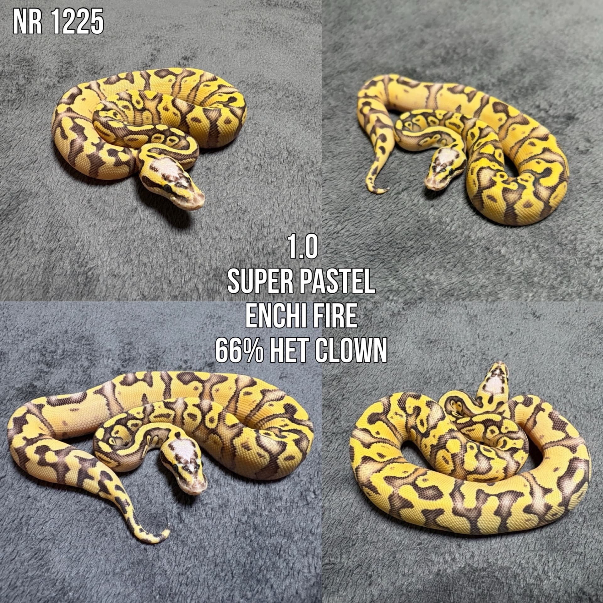 Python regius - Pyton królewski (Python regius) | Terra Market