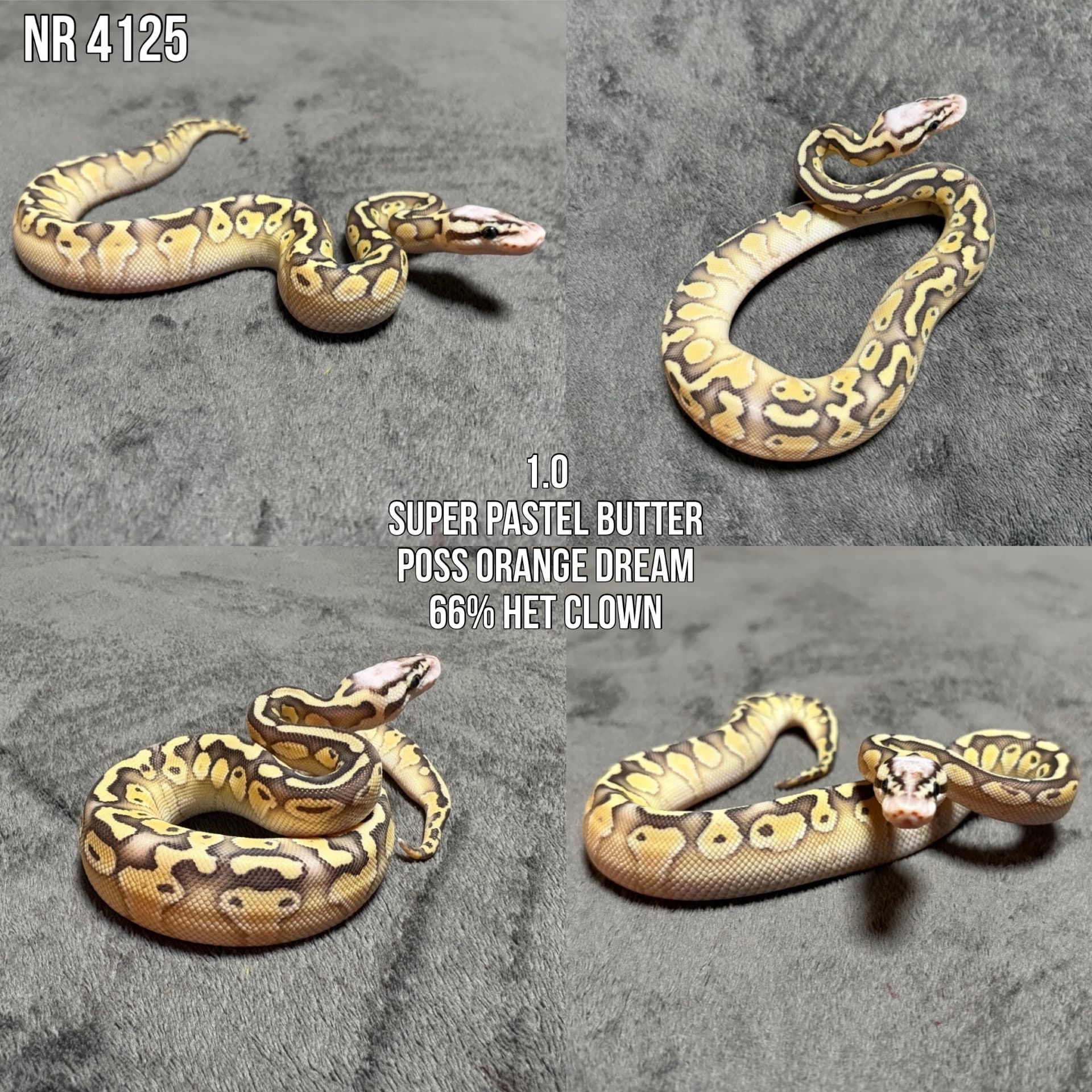 Python regius - Pyton królewski (Python regius) | Terra Market